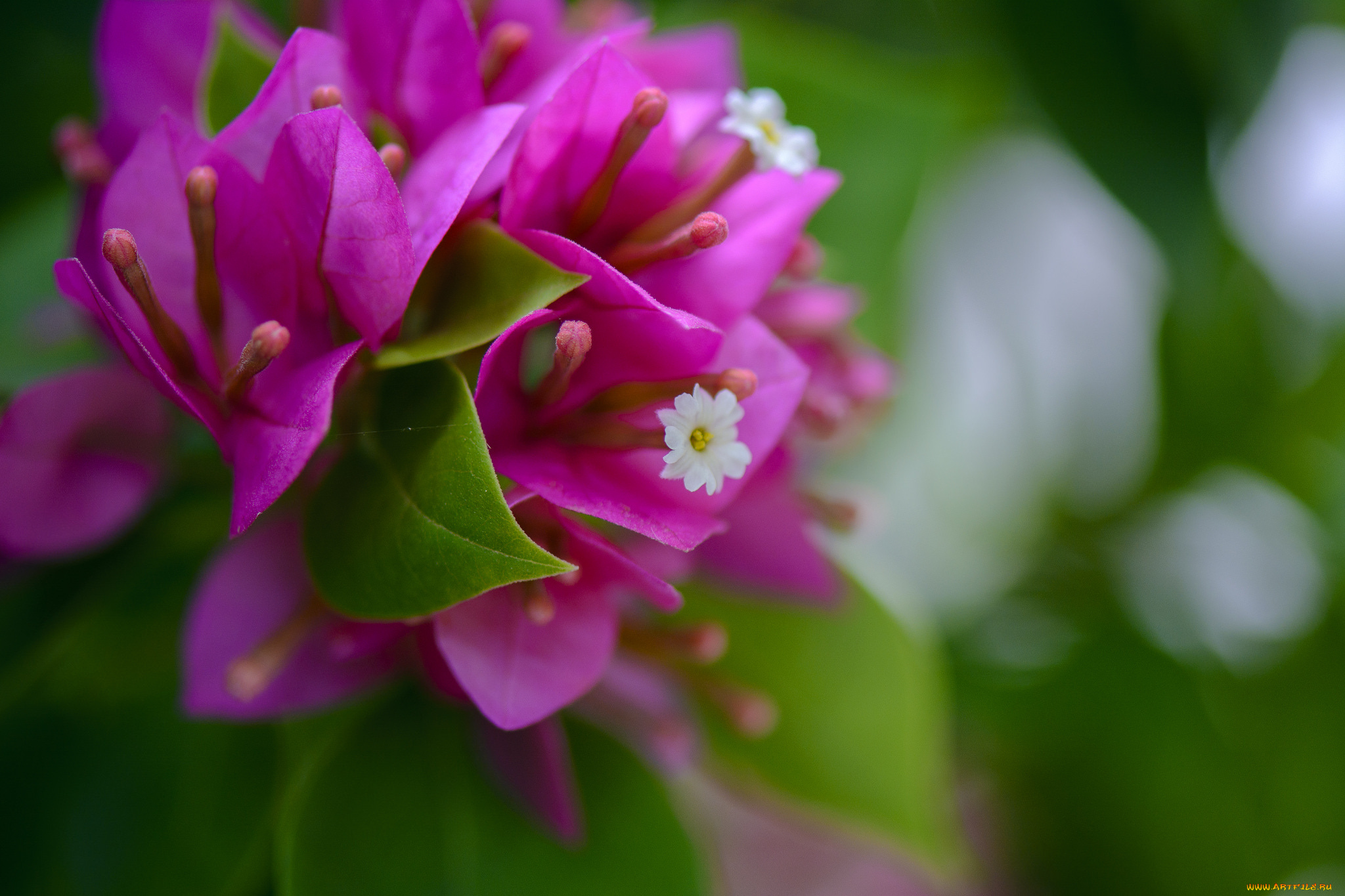 цветы, бугенвиллея, розовы, цветение, листья, белые