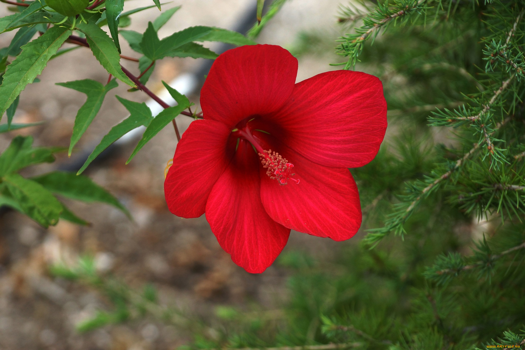 цветы, гибискусы, осень, природа