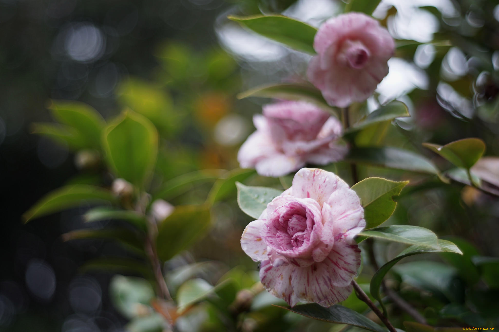 цветы, камелии, камелия, бутон, розовая, лепестки, листья, цветение, нежность