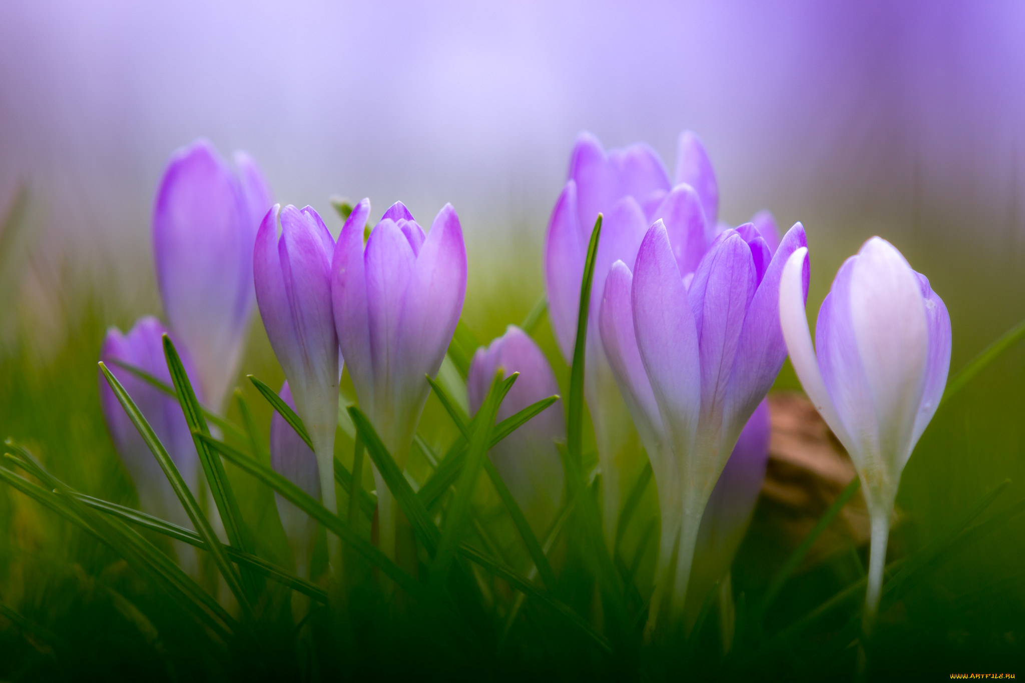 цветы, крокусы, цветение, цвет