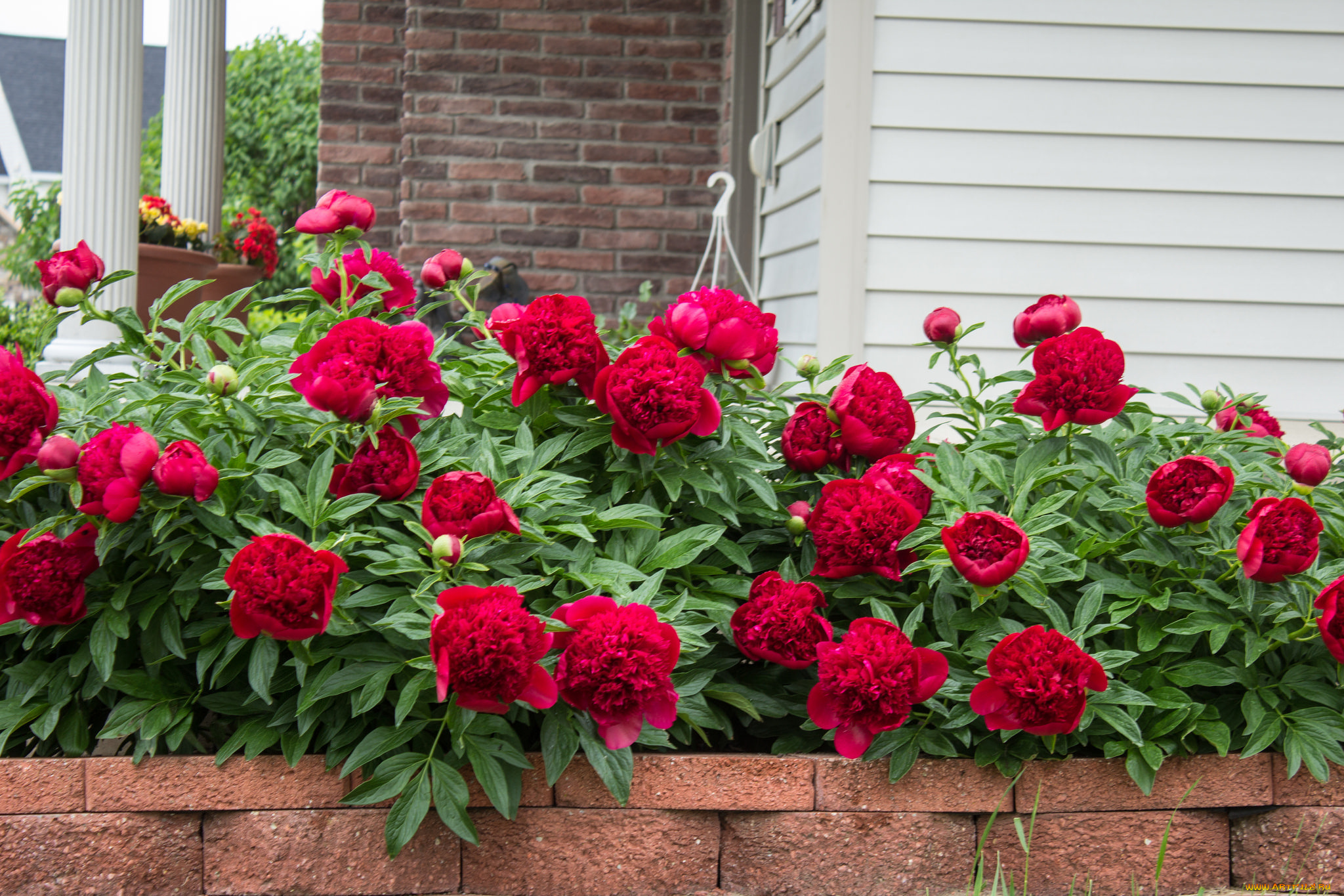 цветы, пионы, пион, бутон, лепестки, листья, цветение