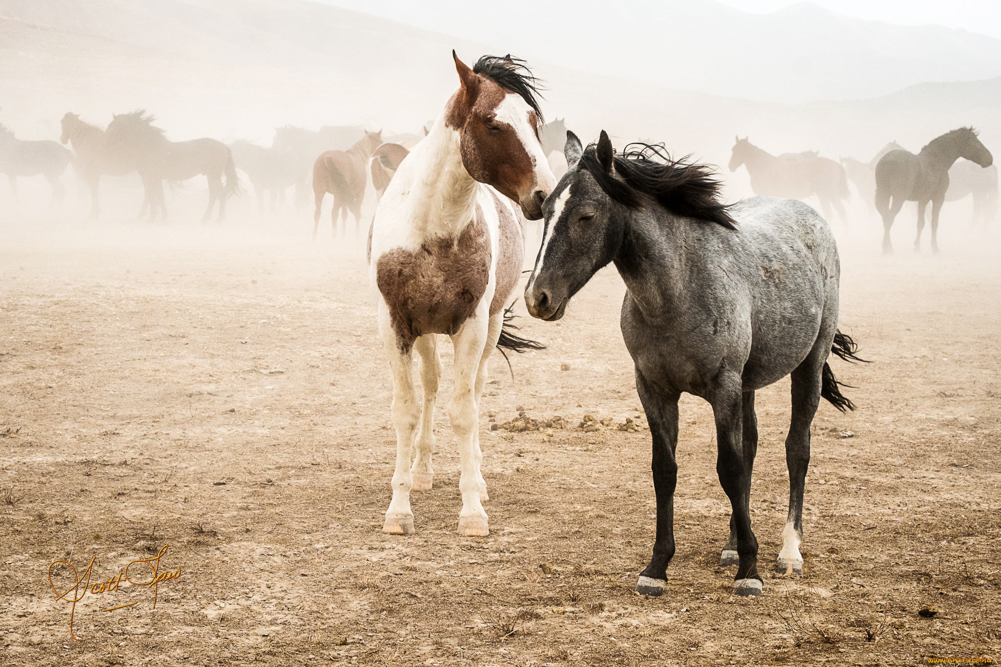 животные, лошади