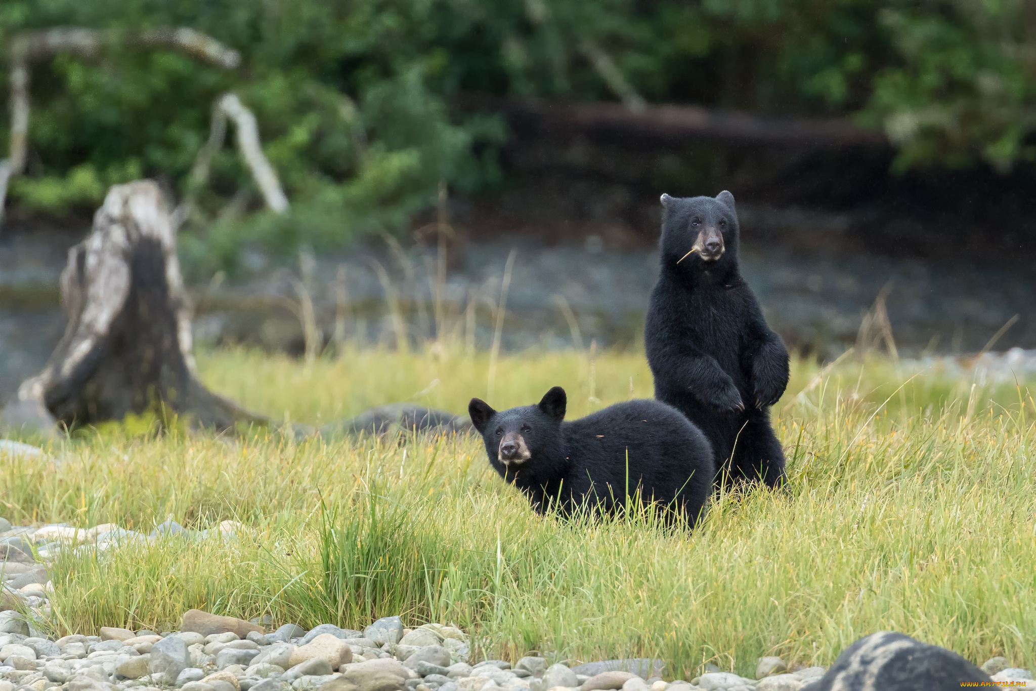 животные, медведи, черные, поле, природа, пара