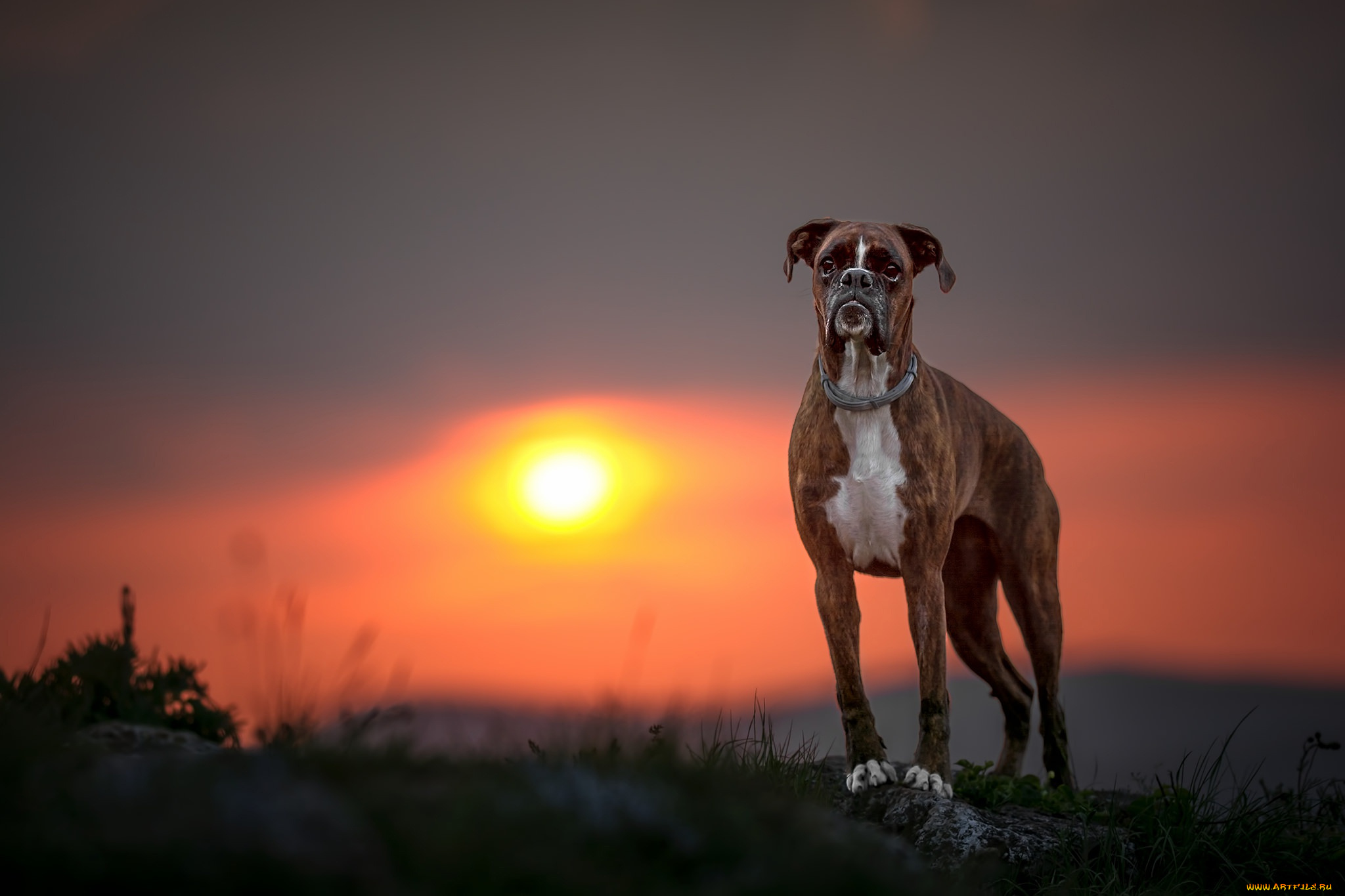 животные, собаки, собака, закат, боксёр