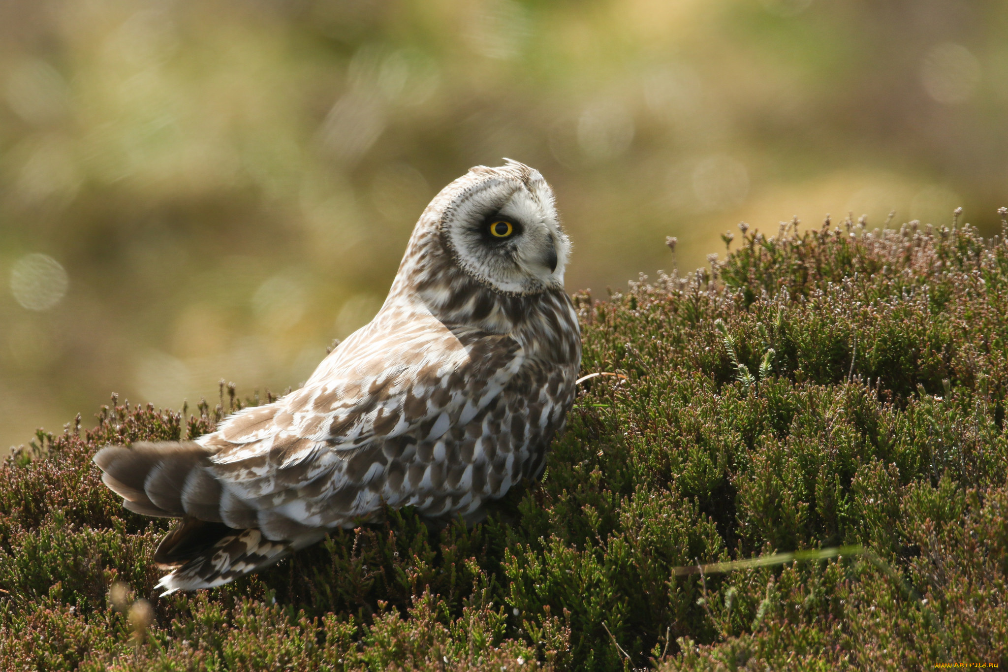 животные, совы, природа, птица, трава, сова