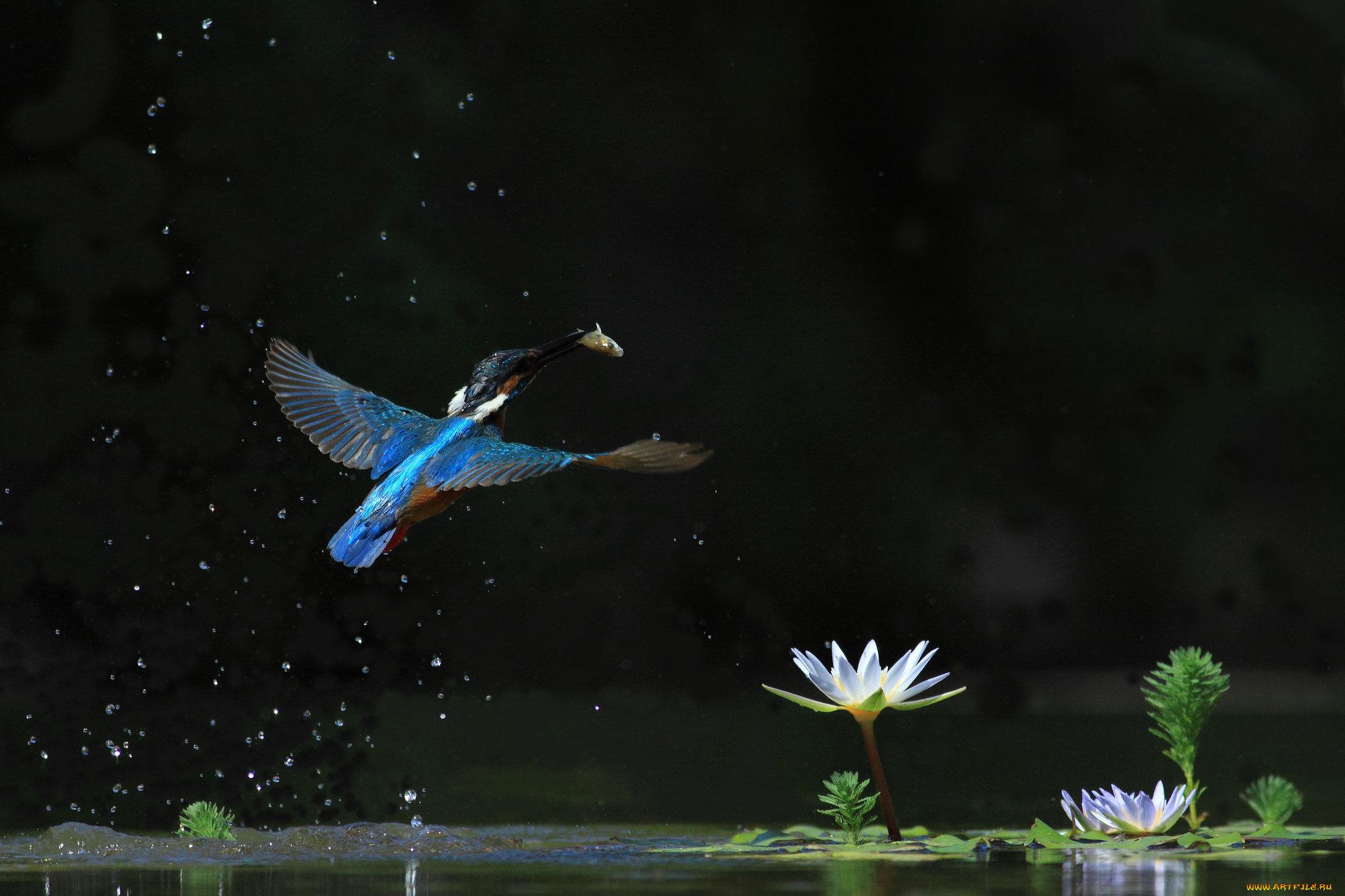 животные, зимородки, зимородок, лотос, птицa, водяная, лилия, полет, вода