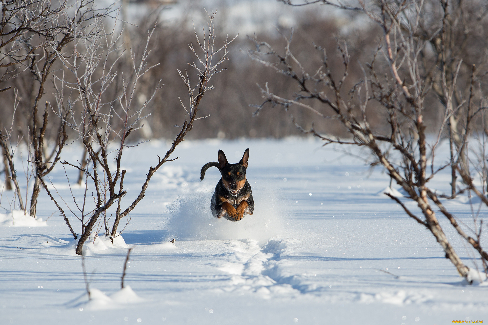 животные, собаки, зима