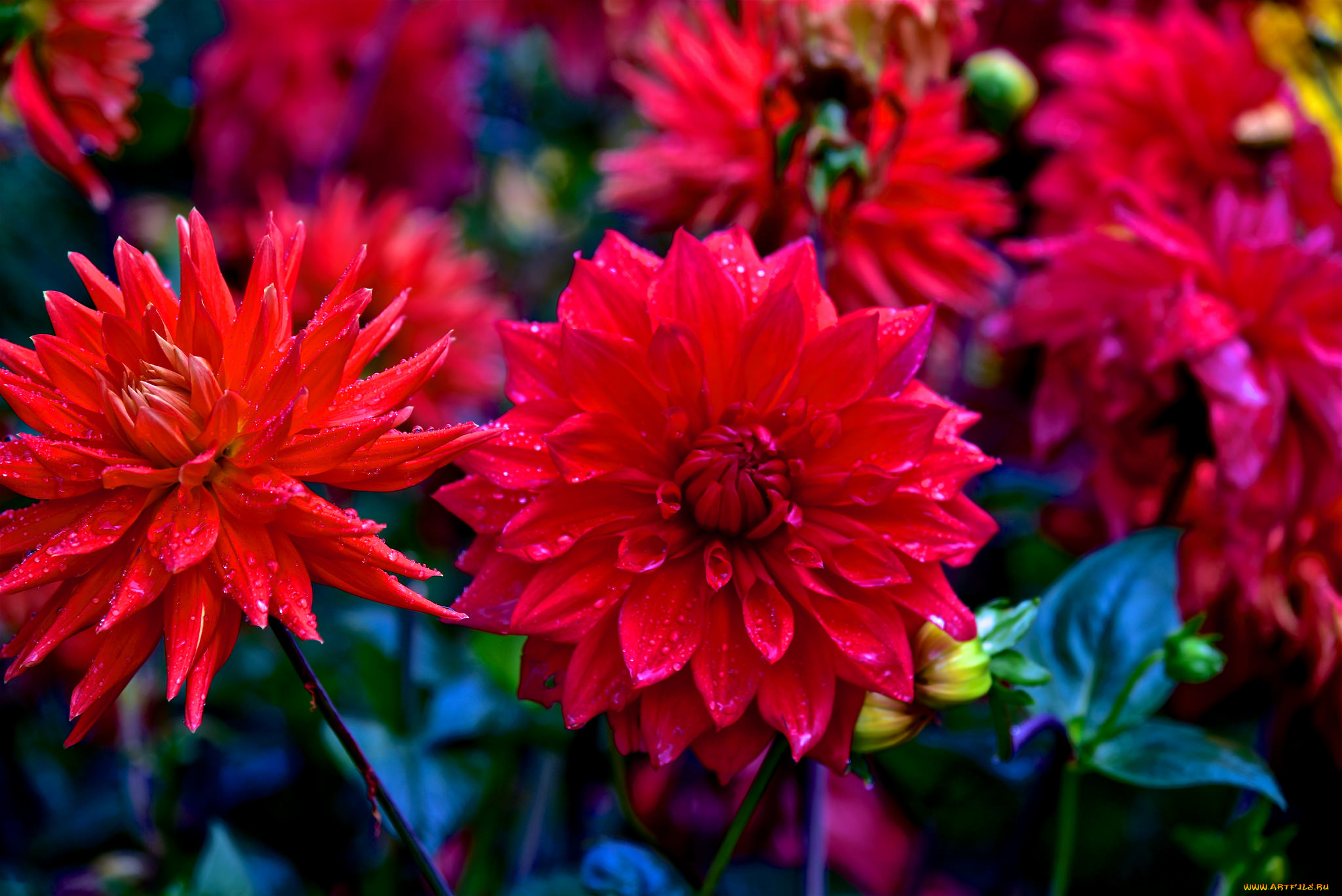 цветы, георгины, георгин, цветение, бутоны, лепестки, красный