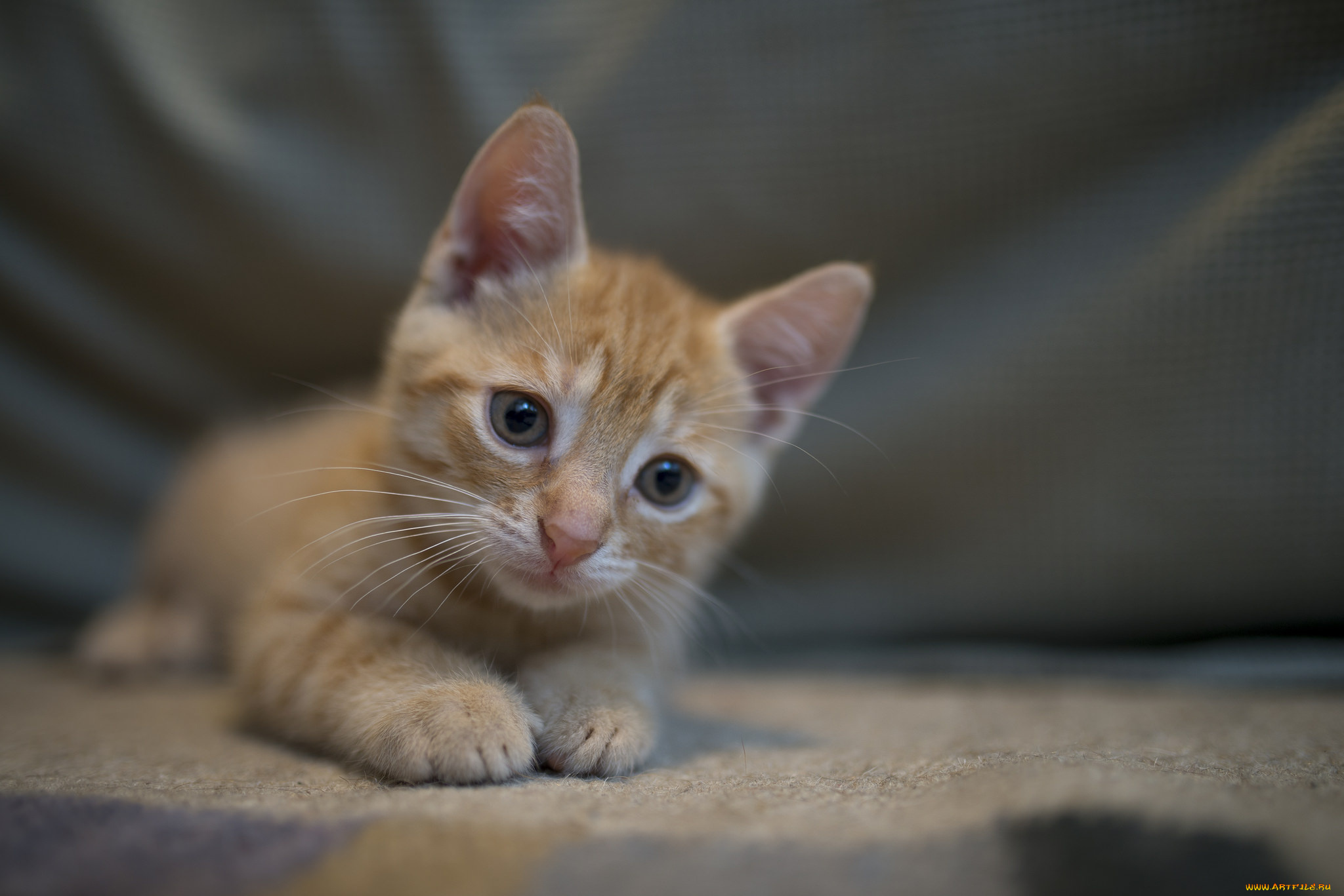 животные, коты, котик, рыжик, милый, интерес