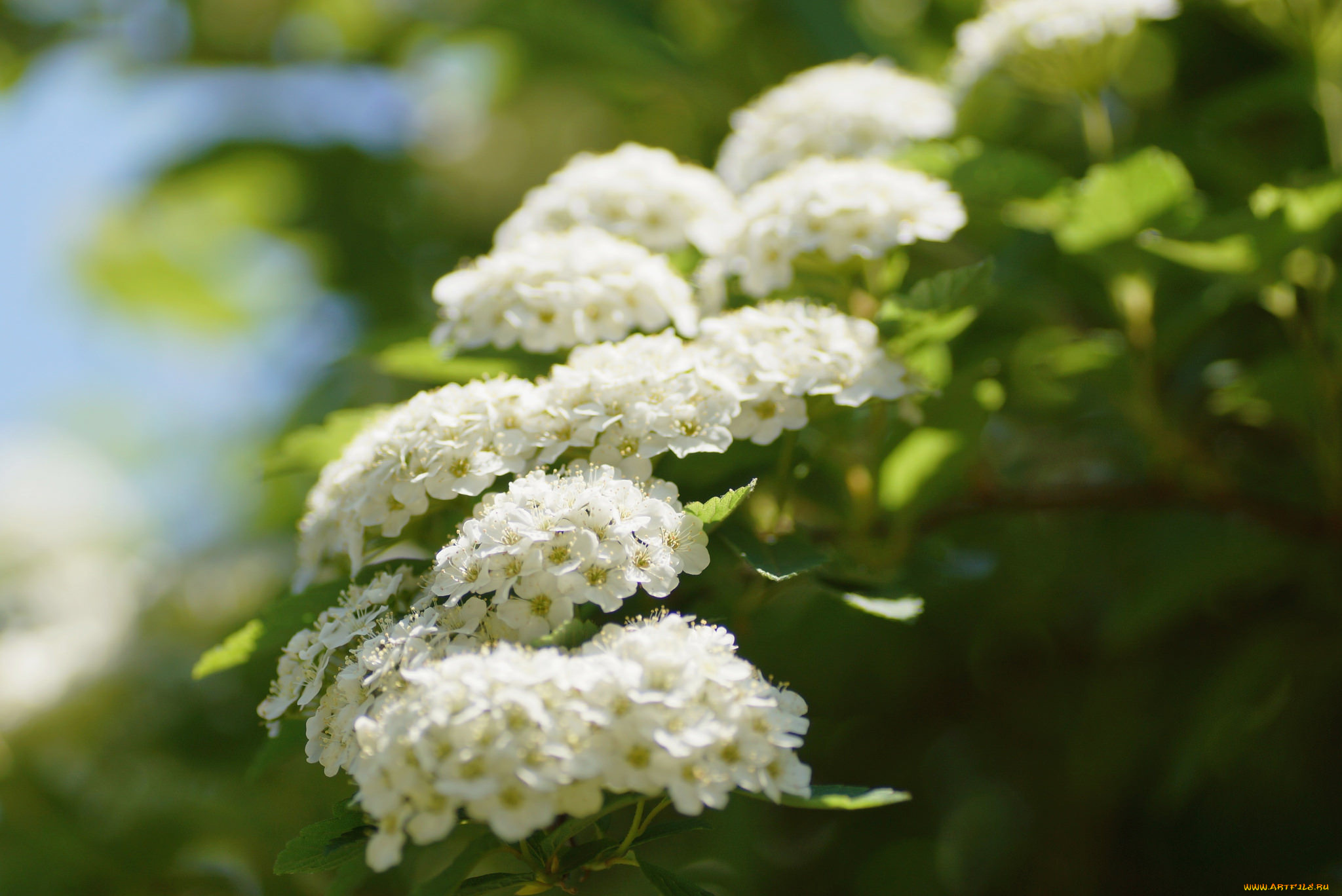 цветы, цветущие, деревья, , , кустарники, белые, кустарник, лето, цветение