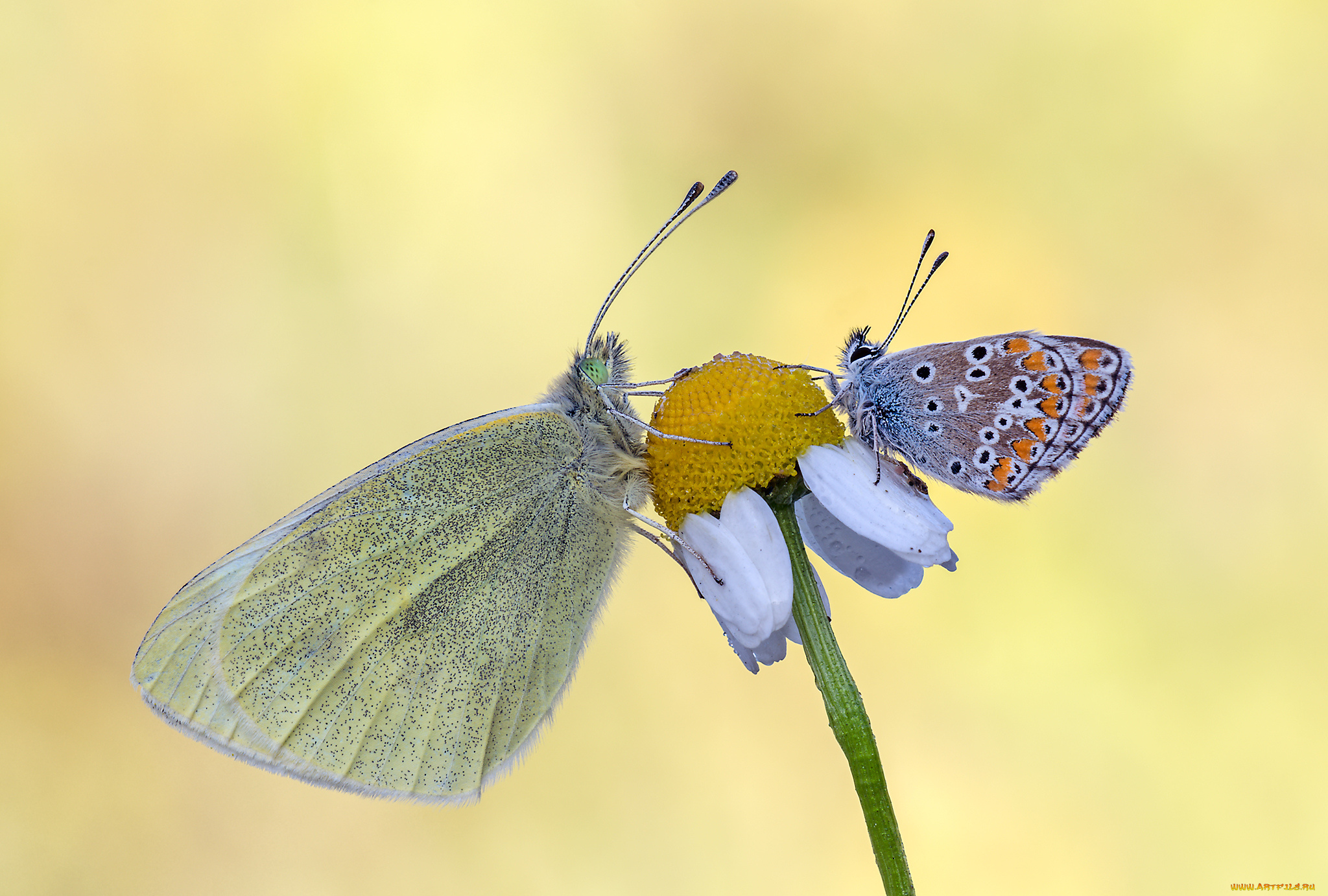 животные, бабочки, , мотыльки, , моли, макро