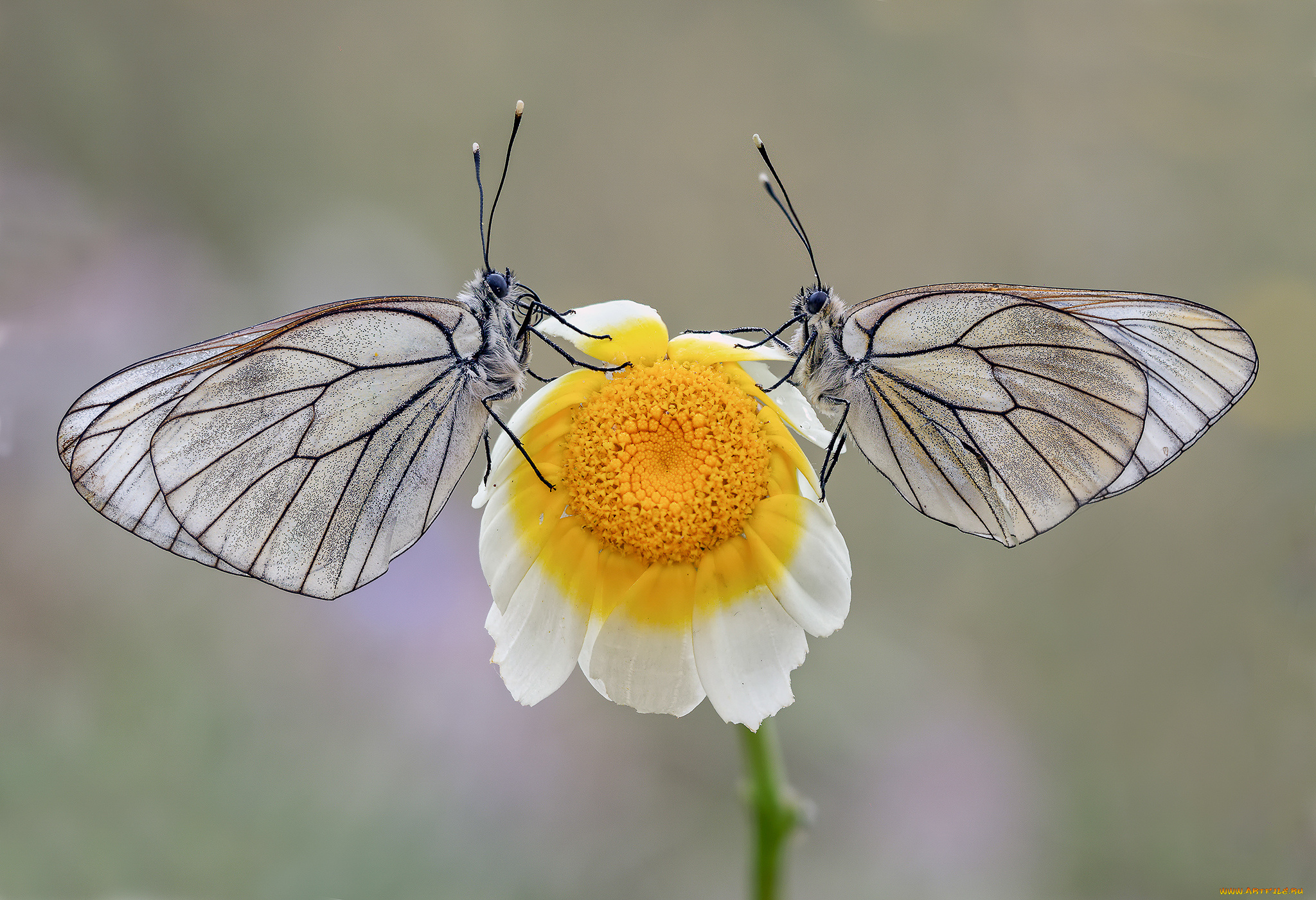 животные, бабочки, , мотыльки, , моли, макро