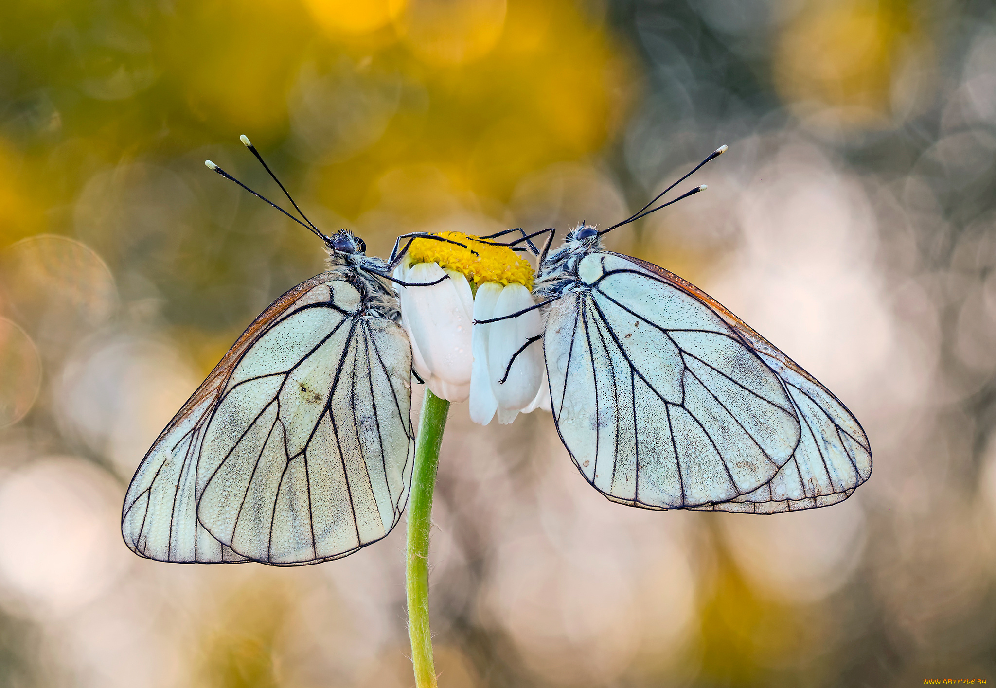 животные, бабочки, , мотыльки, , моли, макро