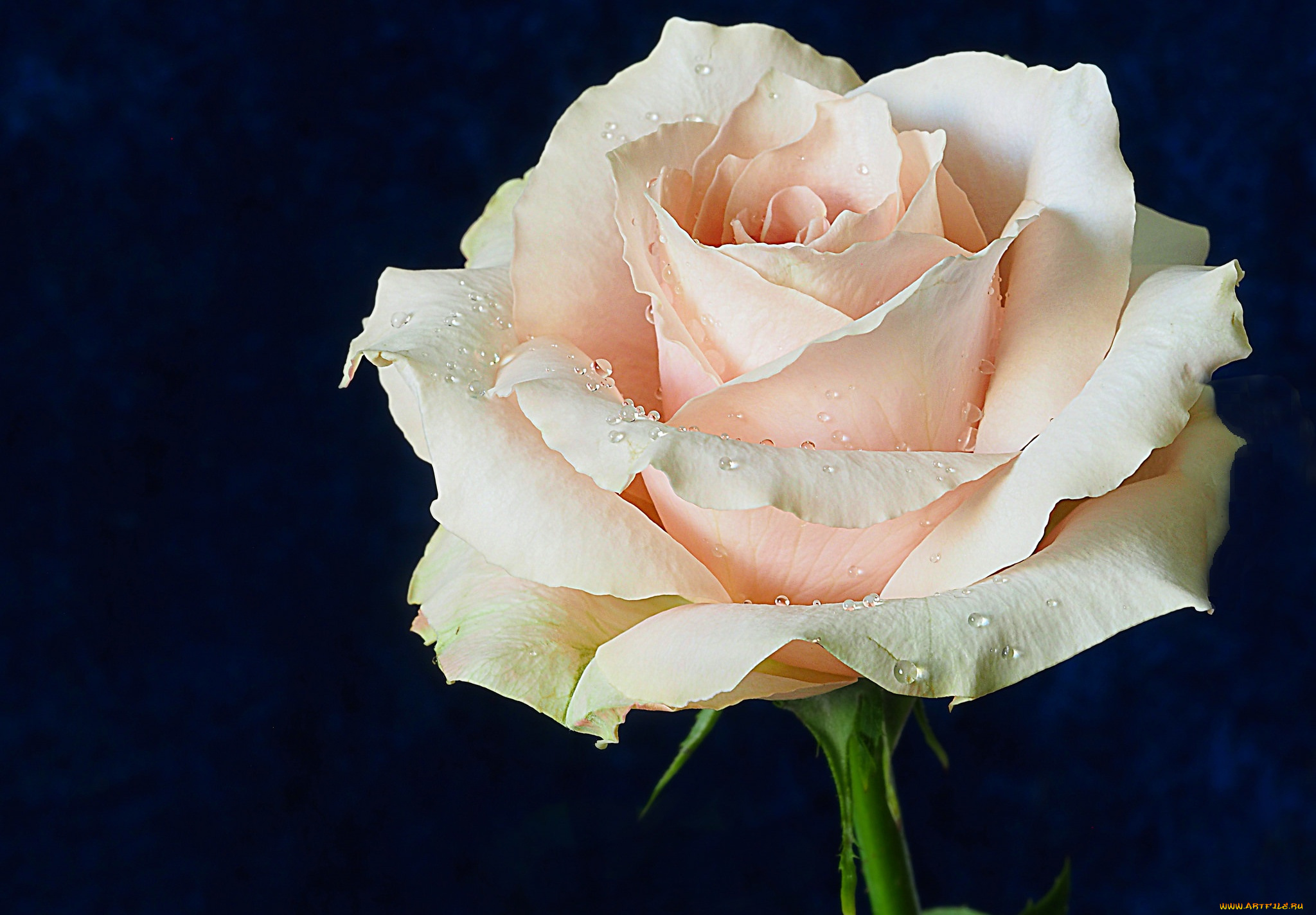 цветы, розы, лепестки, роза, макро