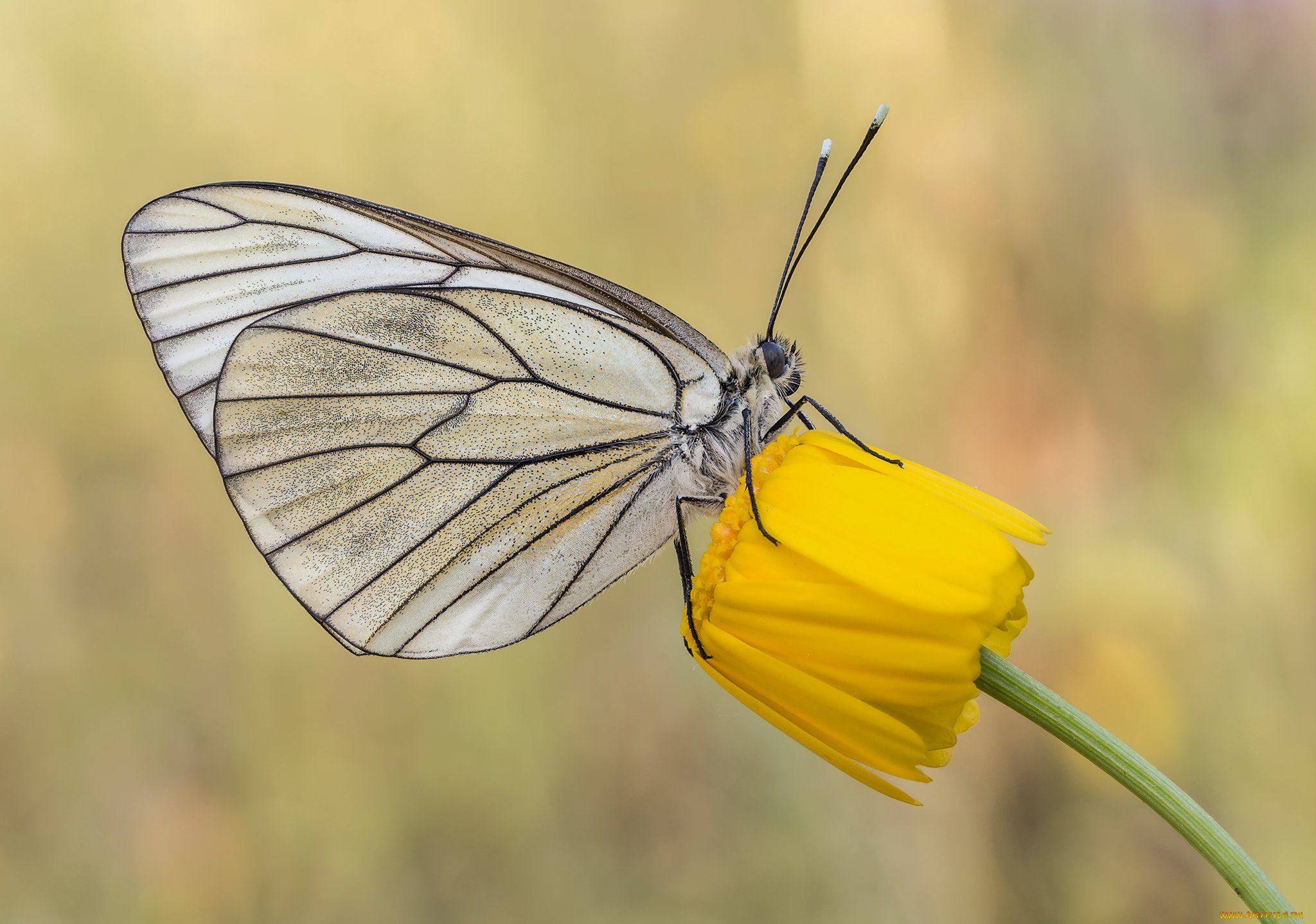 животные, бабочки, , мотыльки, , моли, макро, бабочка