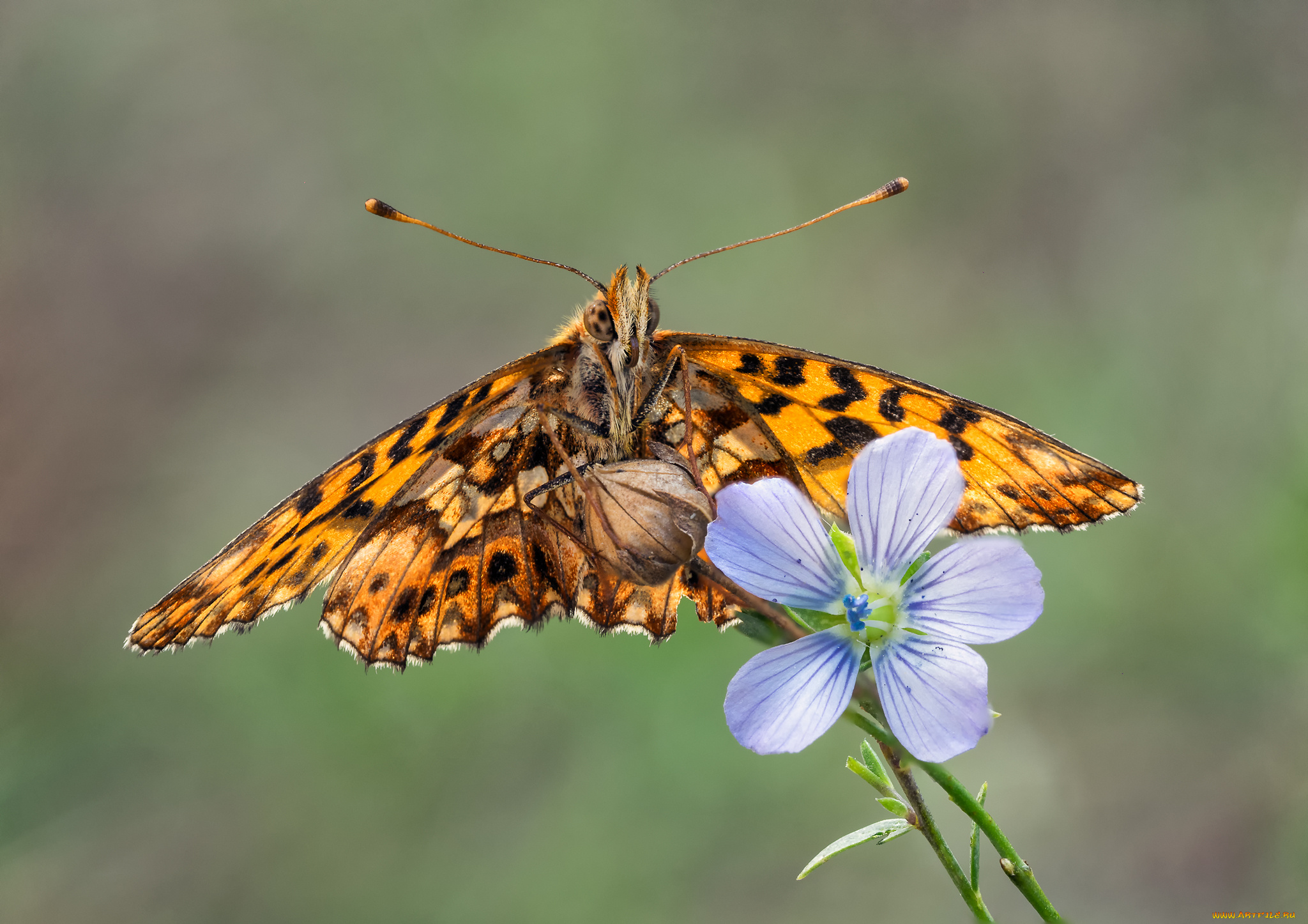животные, бабочки, , мотыльки, , моли, бабочка, макро