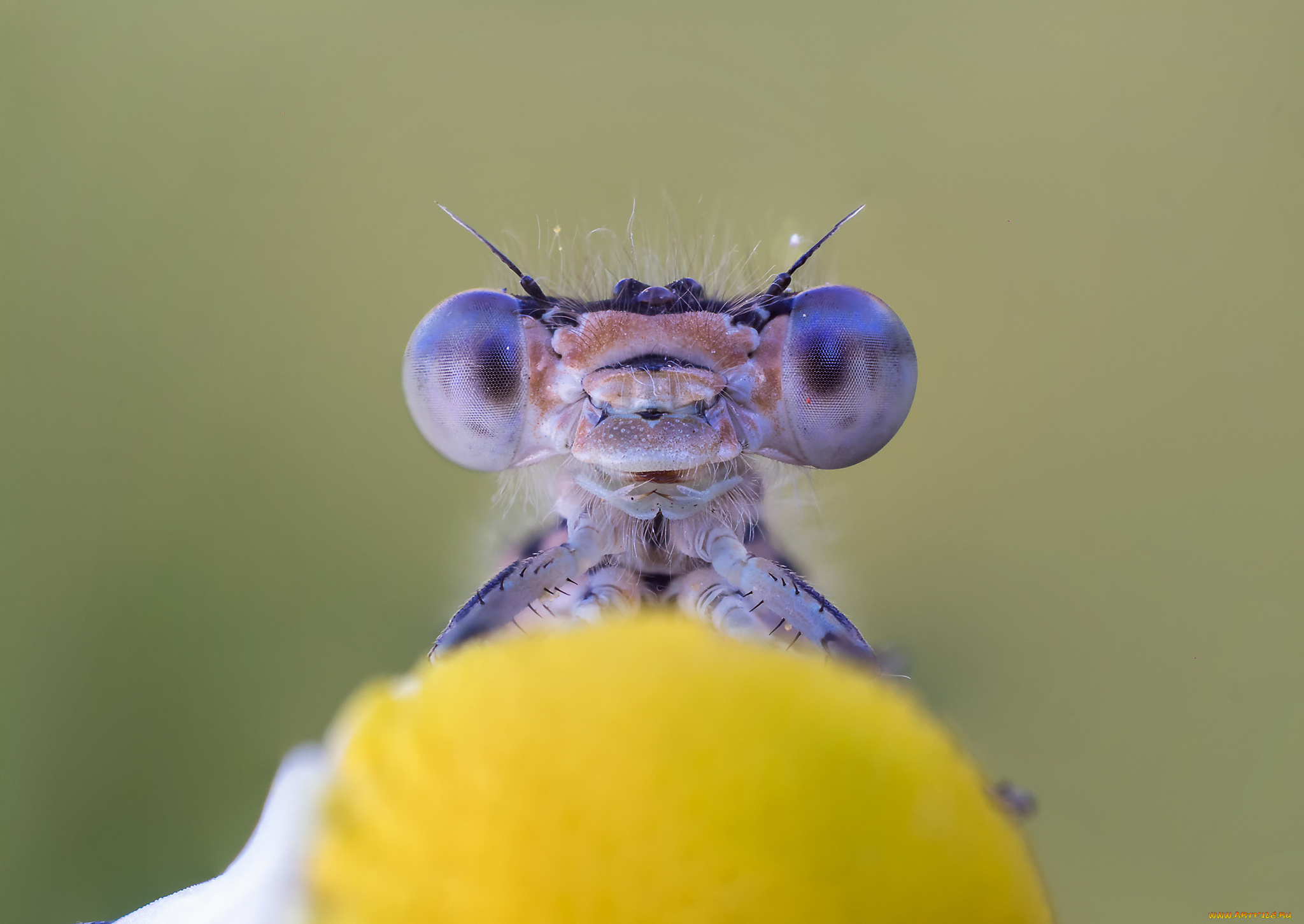 животные, стрекозы, макро