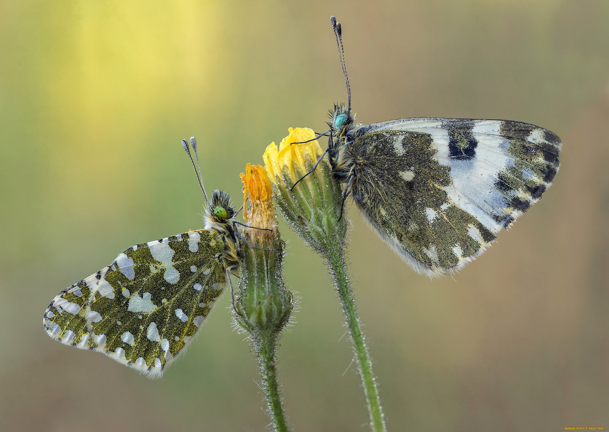 животные, бабочки, , мотыльки, , моли, макро