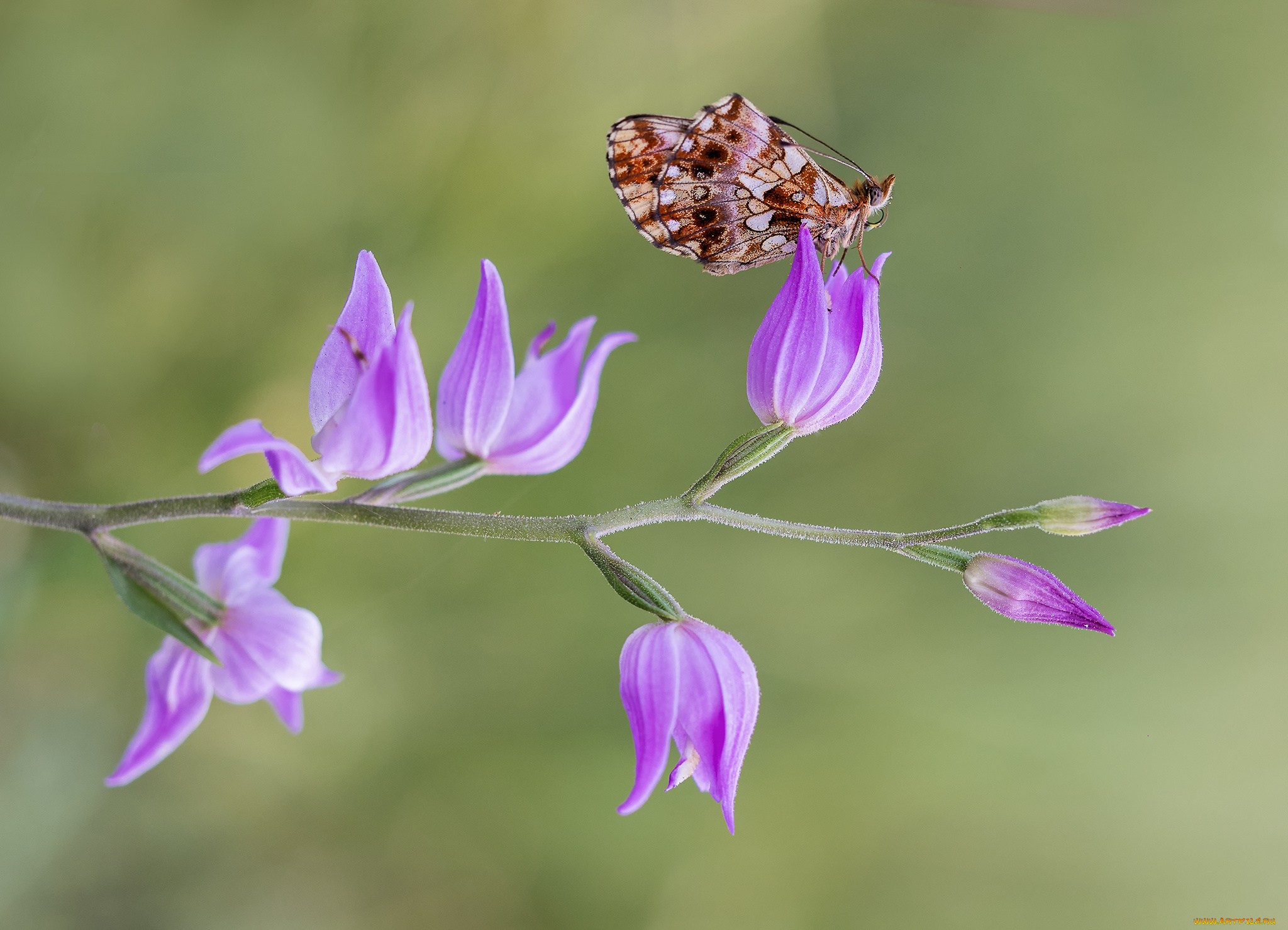 животные, бабочки, , мотыльки, , моли, бабочка, макро