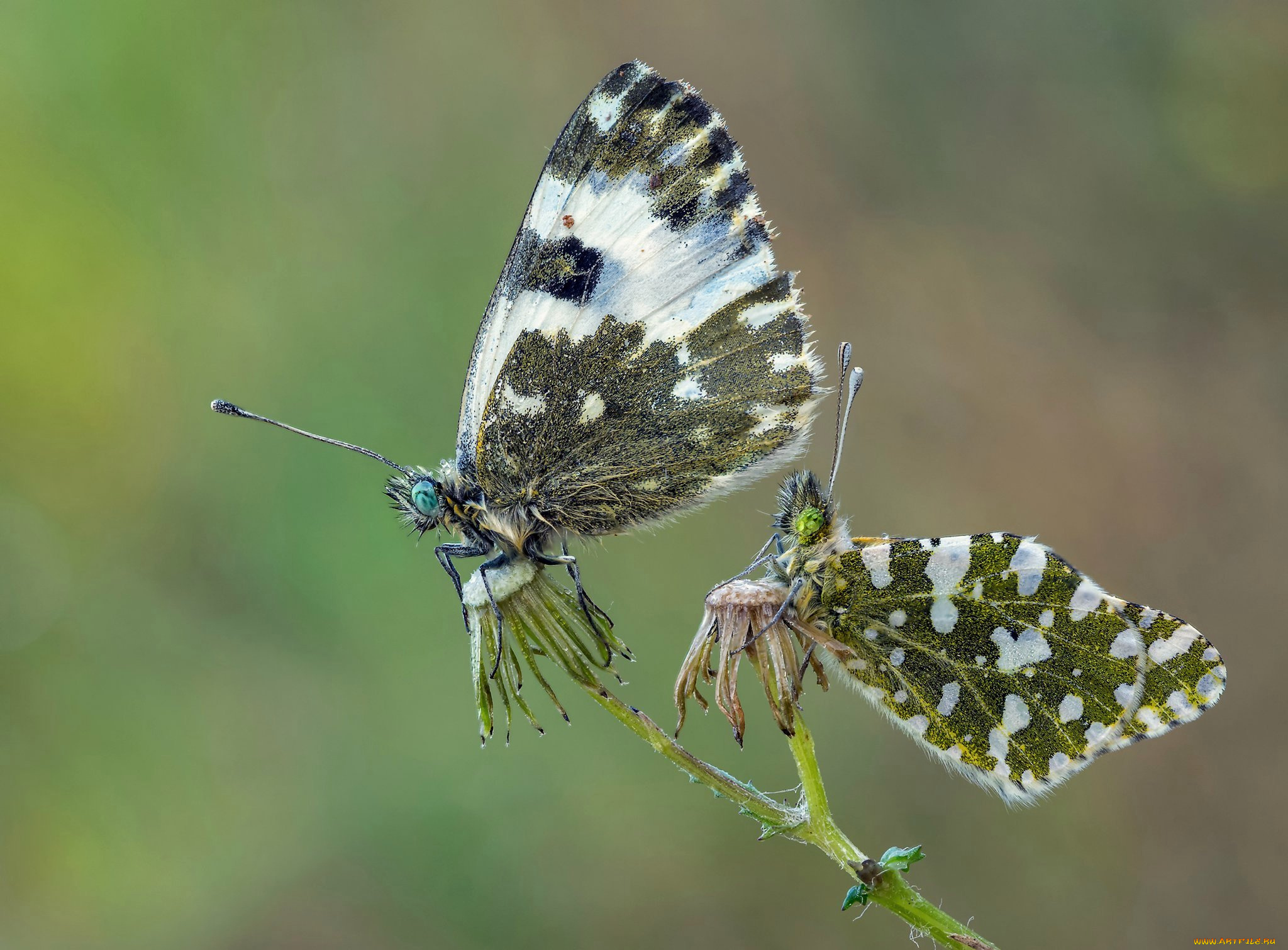 животные, бабочки, , мотыльки, , моли, макро