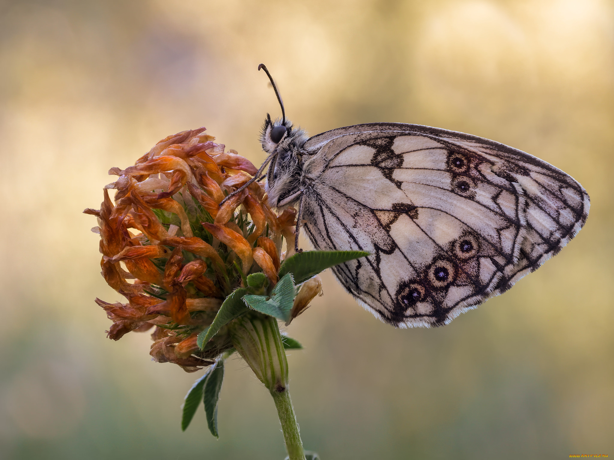 животные, бабочки, , мотыльки, , моли, макро, бабочка