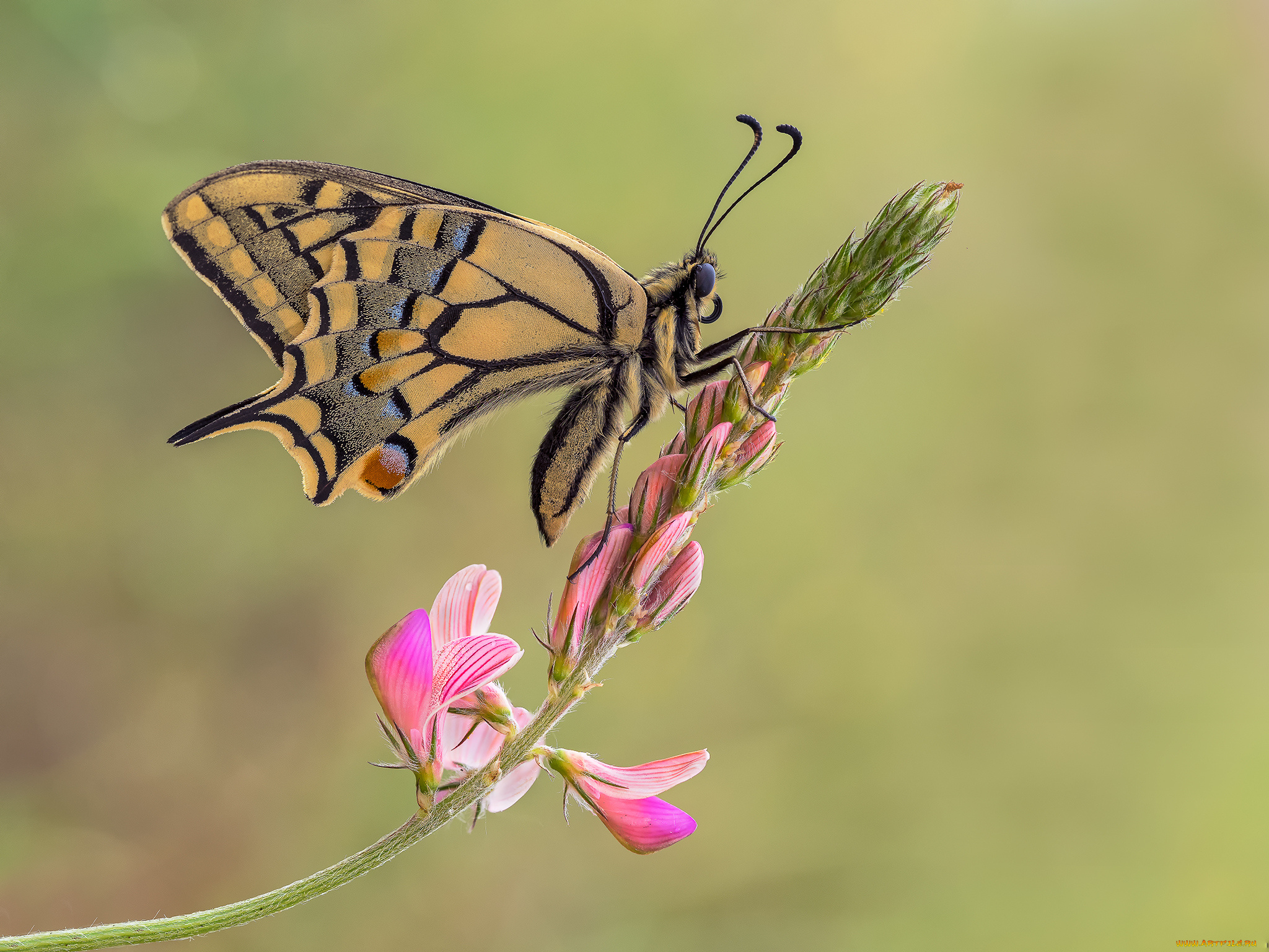 животные, бабочки, , мотыльки, , моли, бабочка, макро