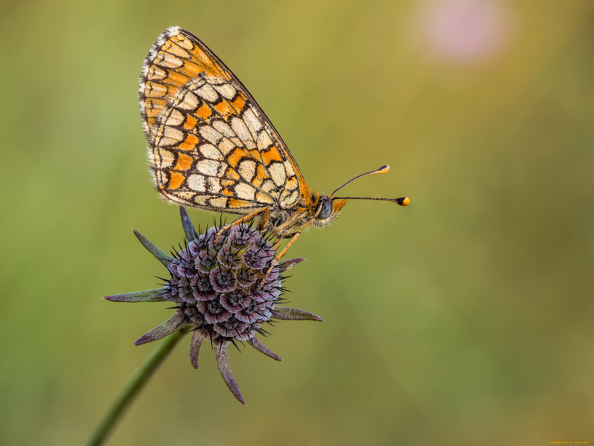 животные, бабочки, , мотыльки, , моли, бабочка, макро