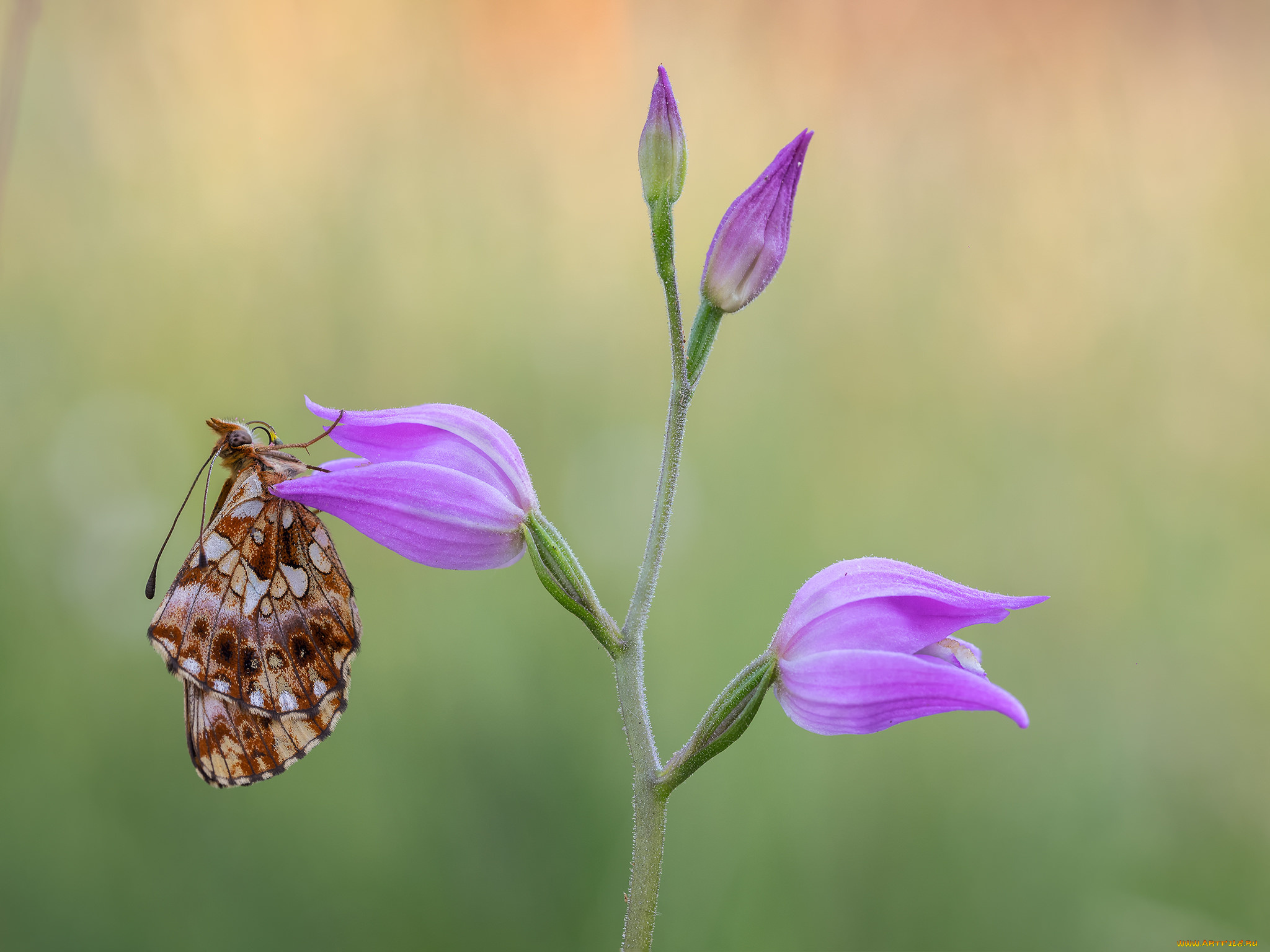 животные, бабочки, , мотыльки, , моли, макро, бабочка