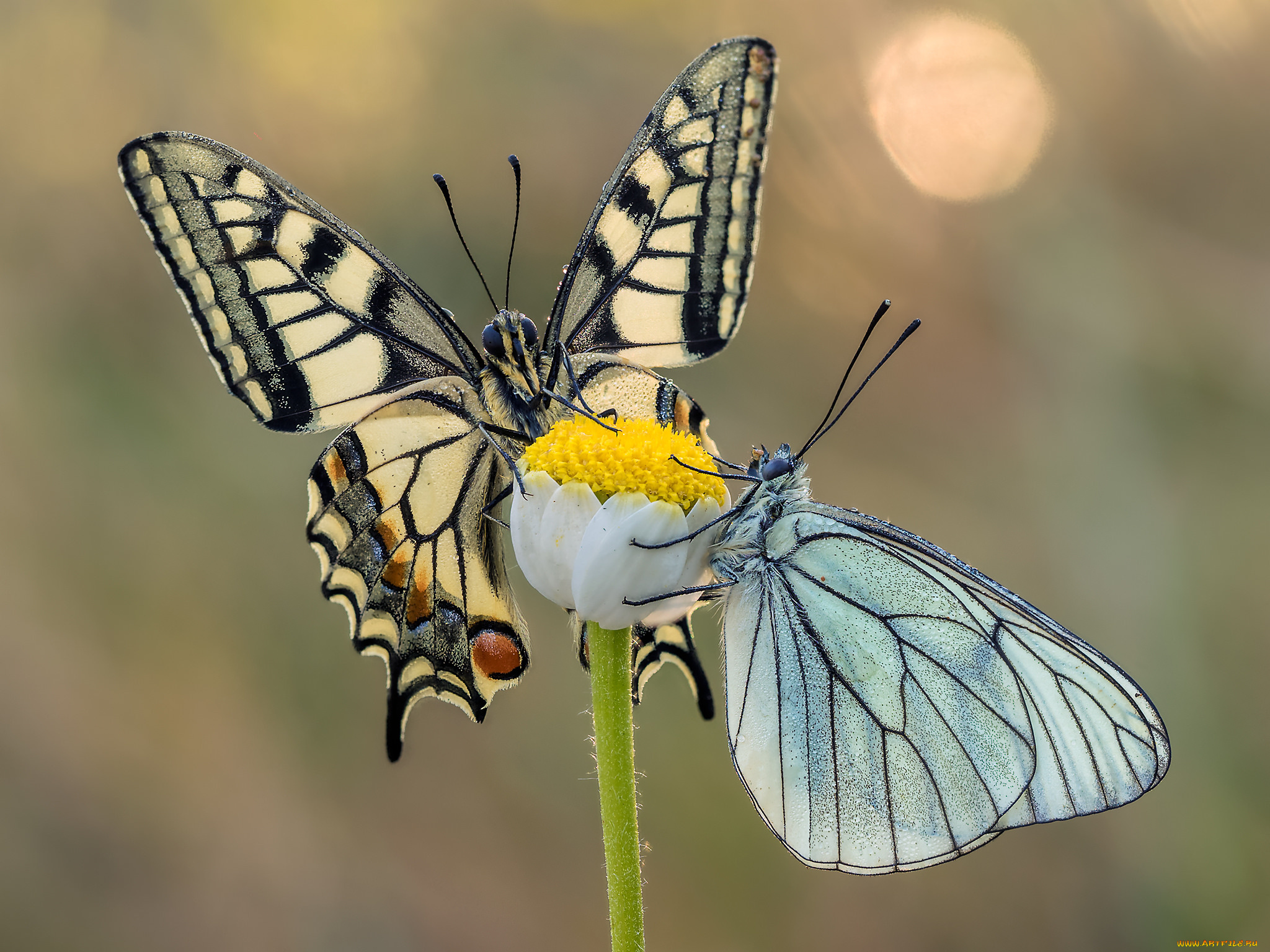 животные, бабочки, , мотыльки, , моли, макро