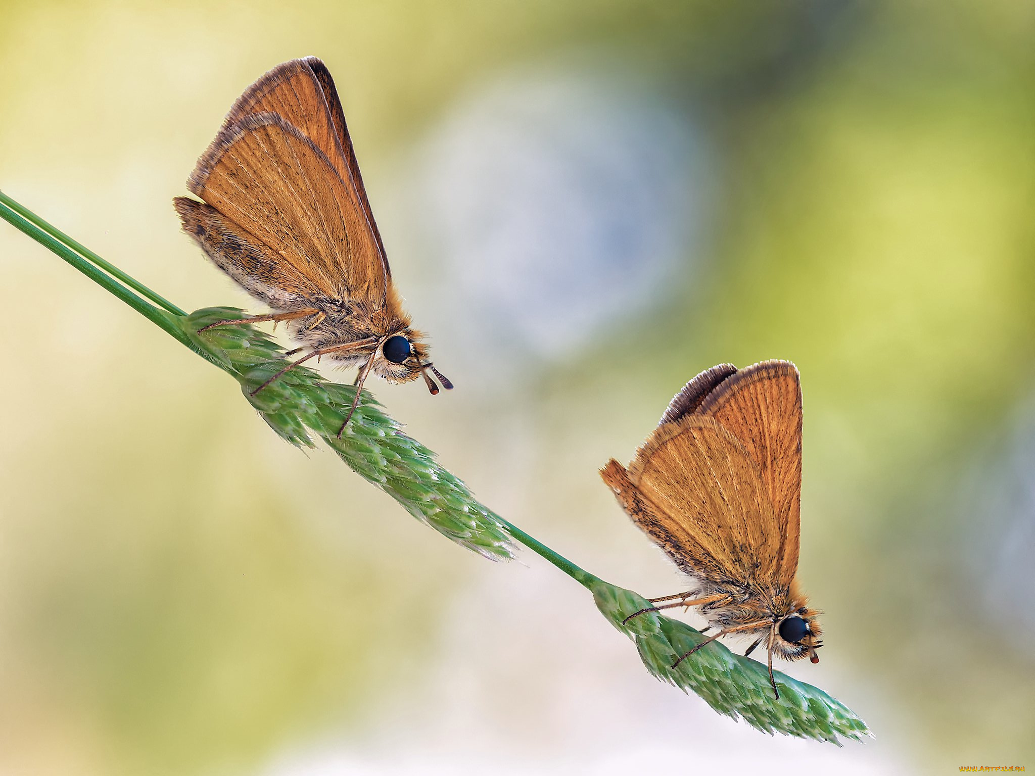 животные, бабочки, , мотыльки, , моли, макро