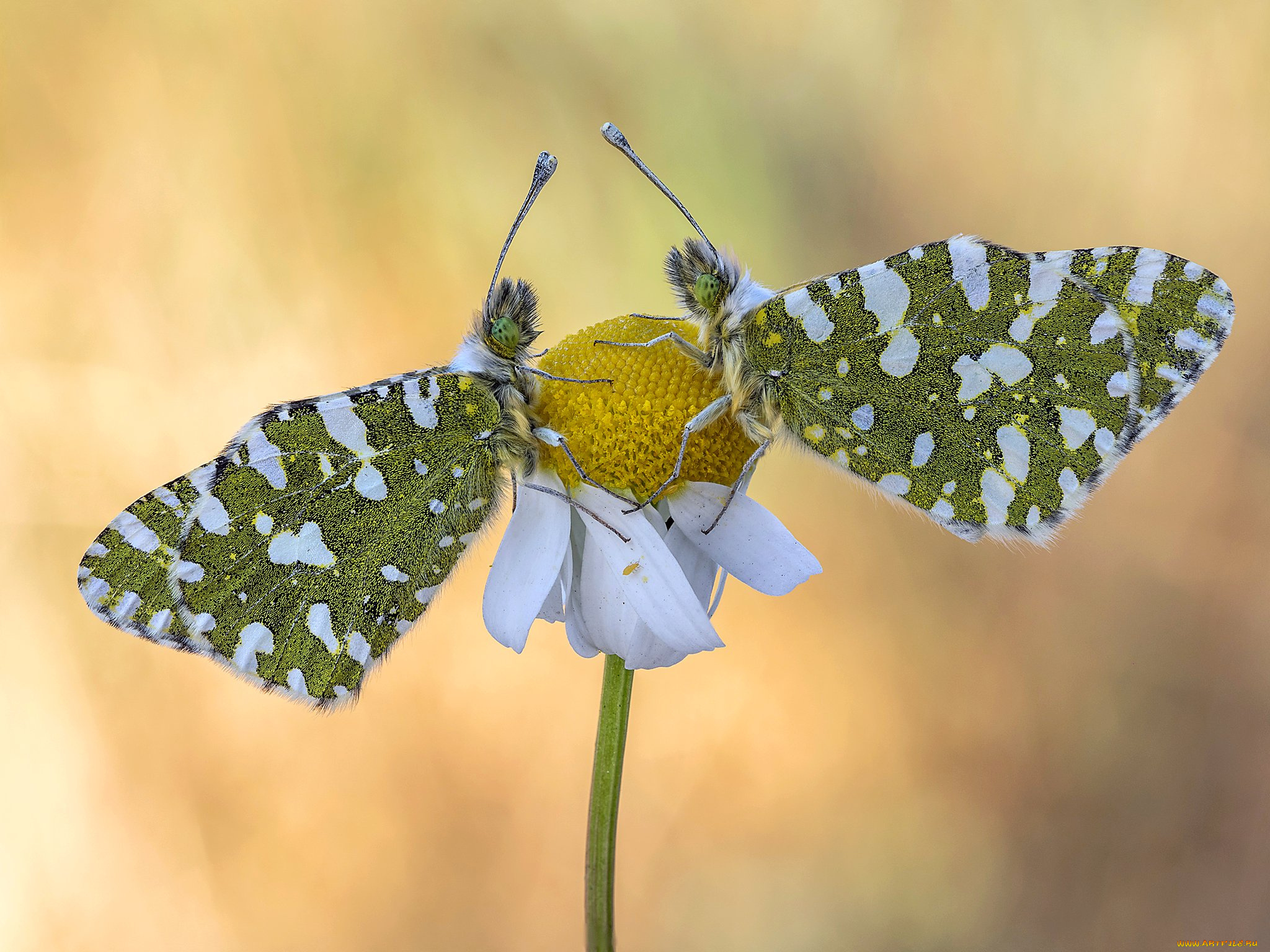 животные, бабочки, , мотыльки, , моли, макро