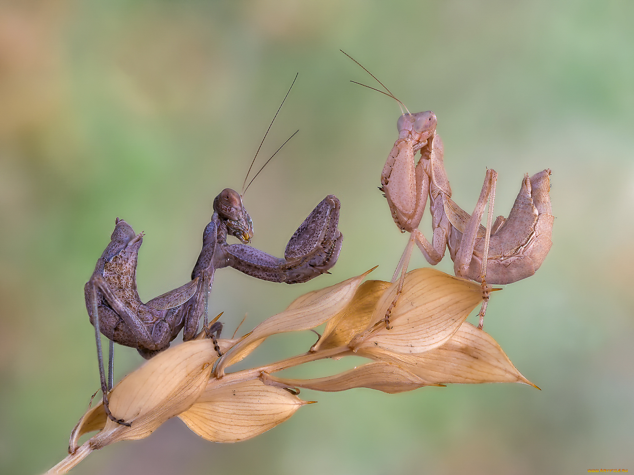 животные, богомолы, макро