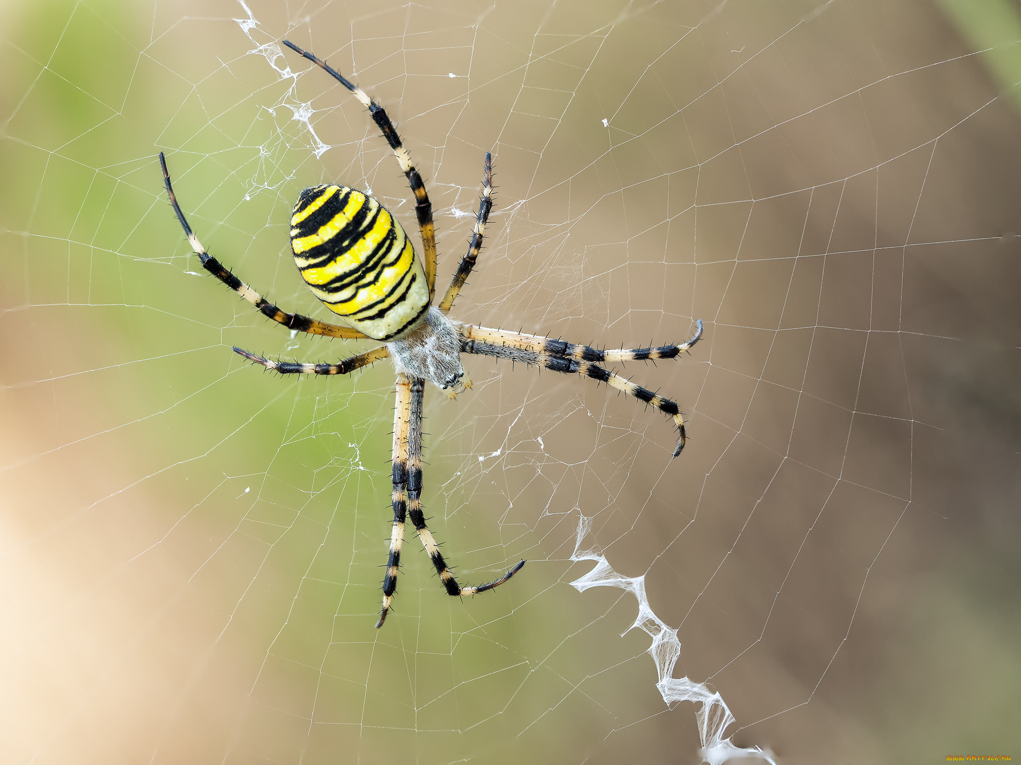 животные, пауки, паук, макро