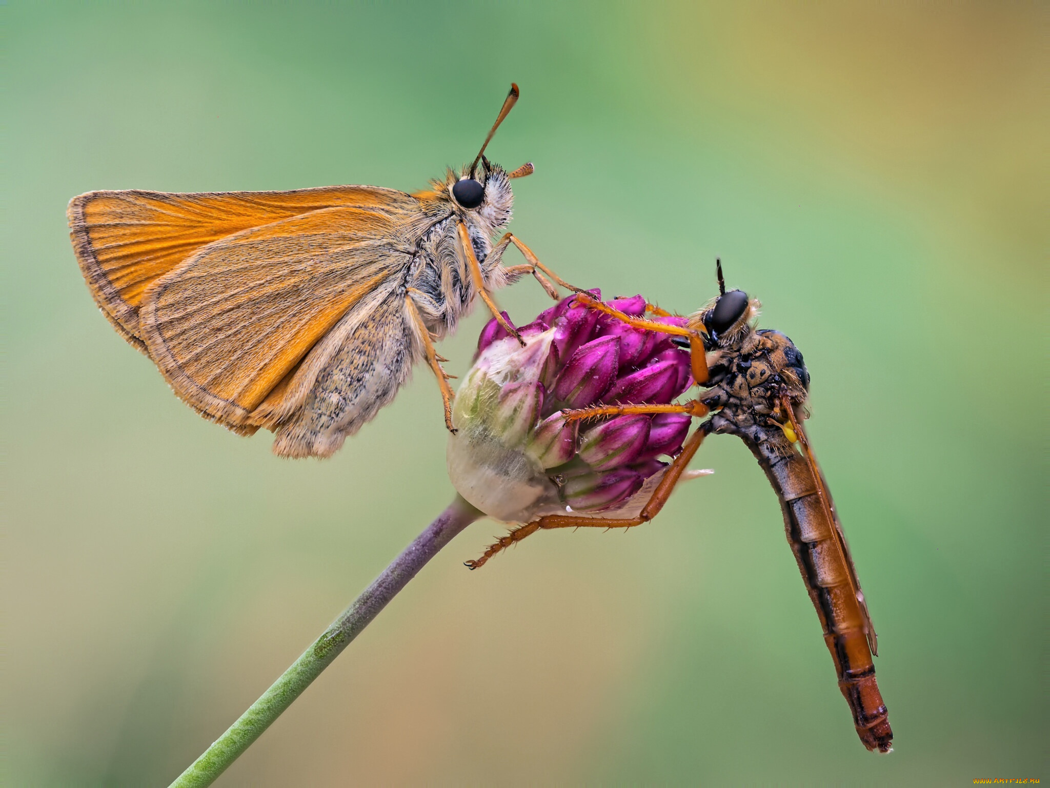 животные, разные, вместе, бабочка, макро