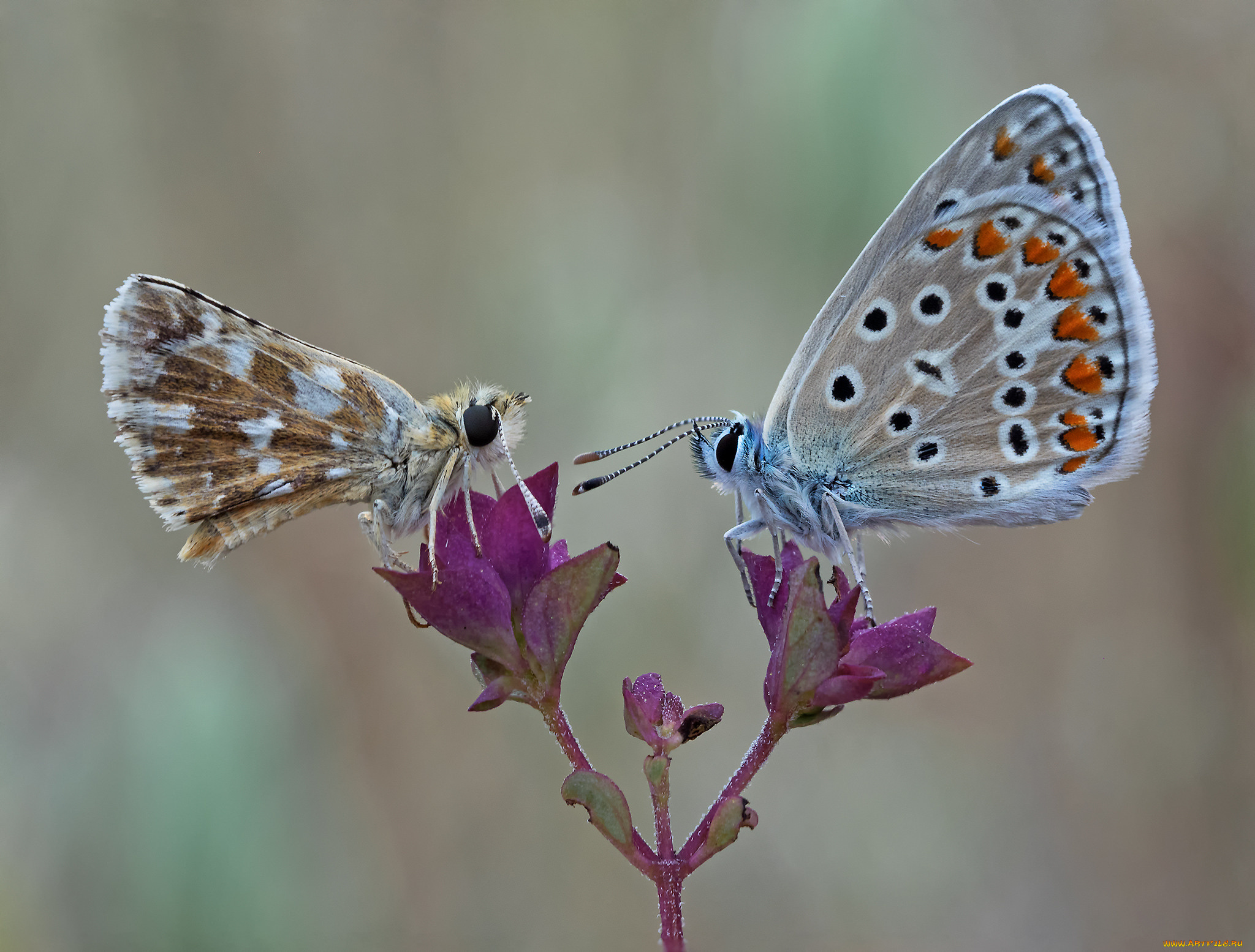животные, бабочки, , мотыльки, , моли, макро