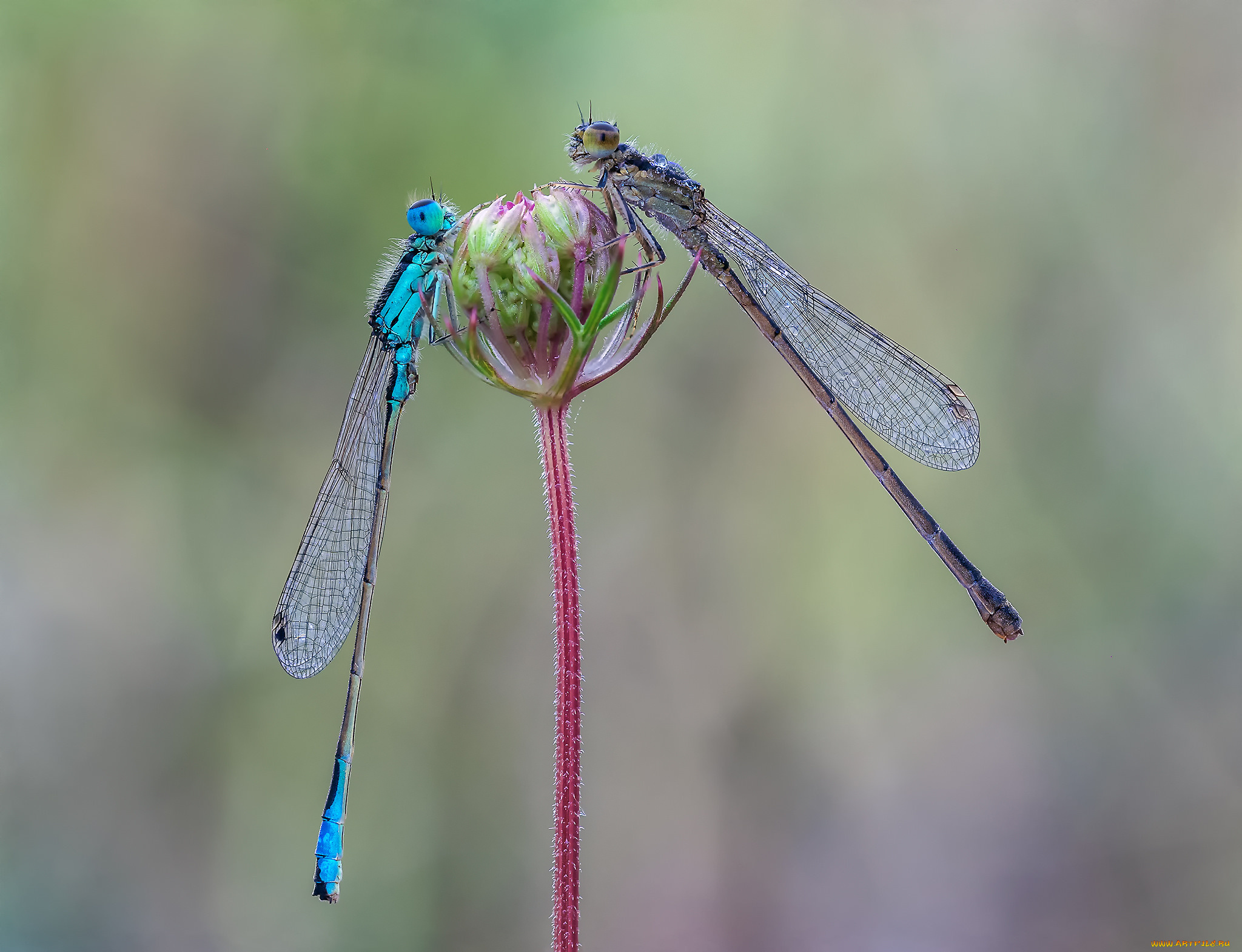 животные, стрекозы, макро