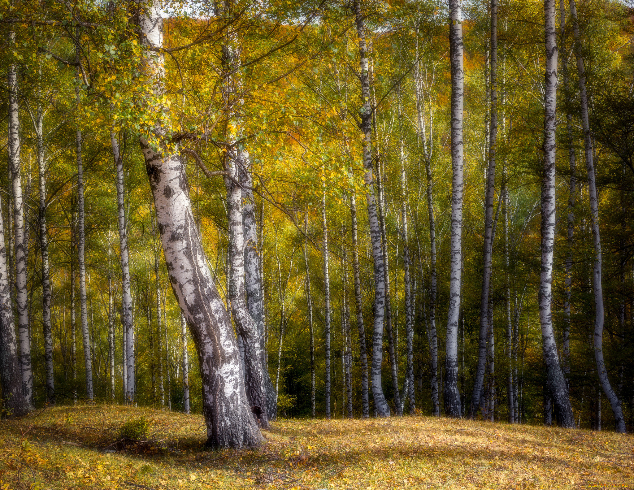 природа, лес, простор