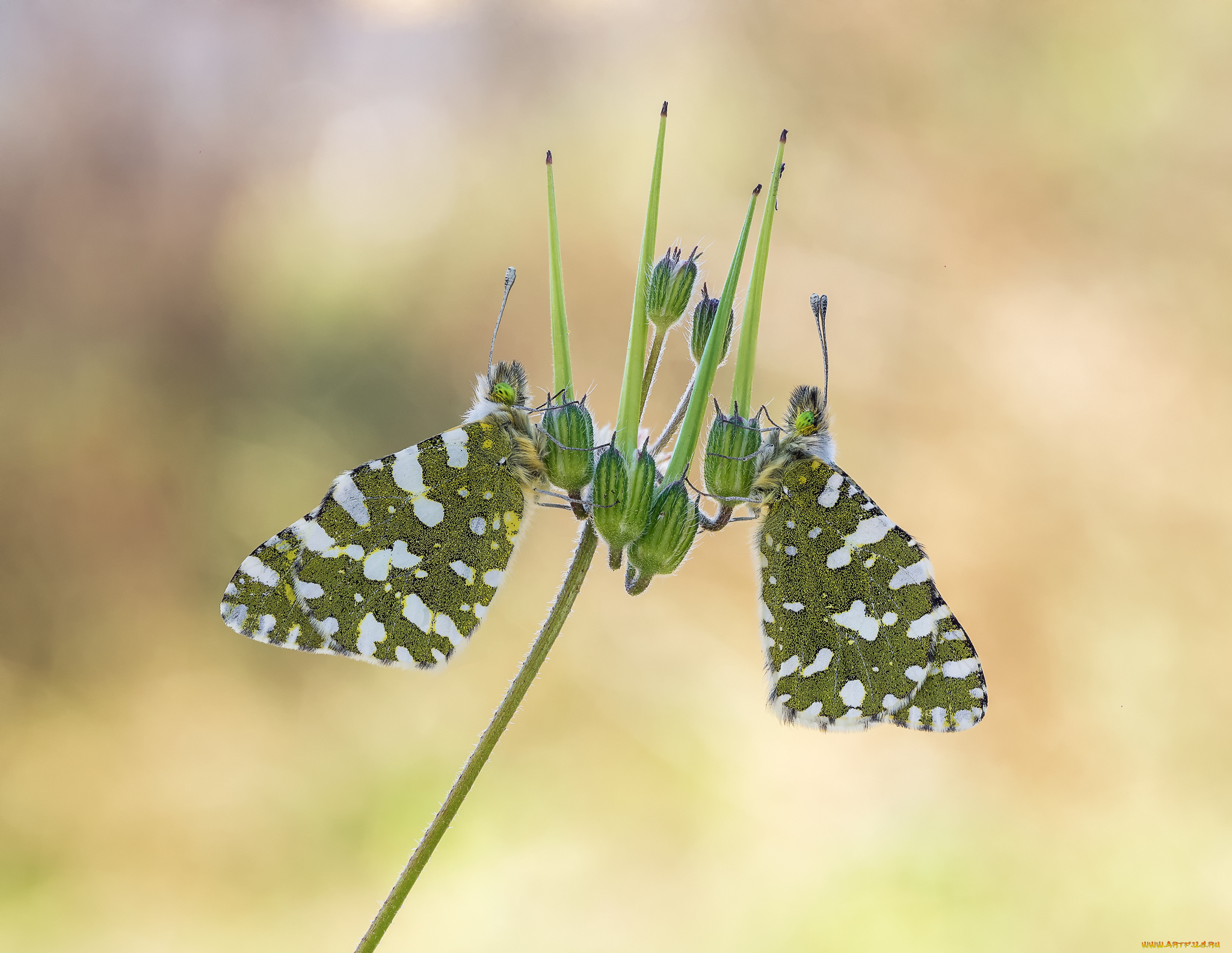 животные, бабочки, , мотыльки, , моли, макро