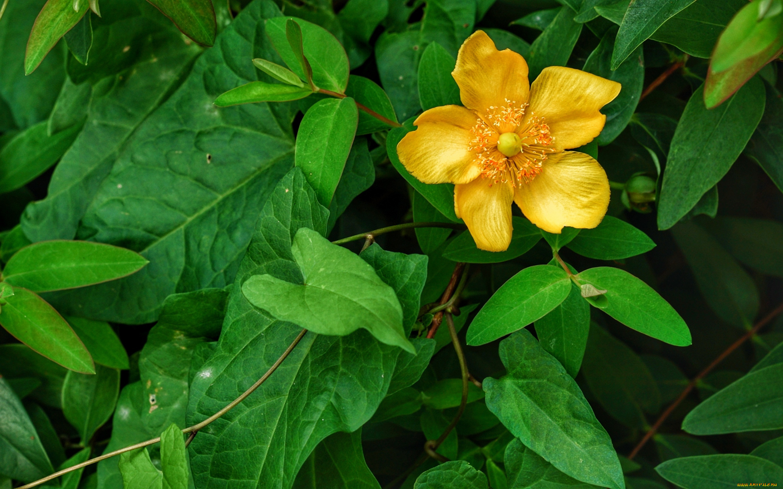 цветы, анемоны, , сон-трава, желтый, зеленый