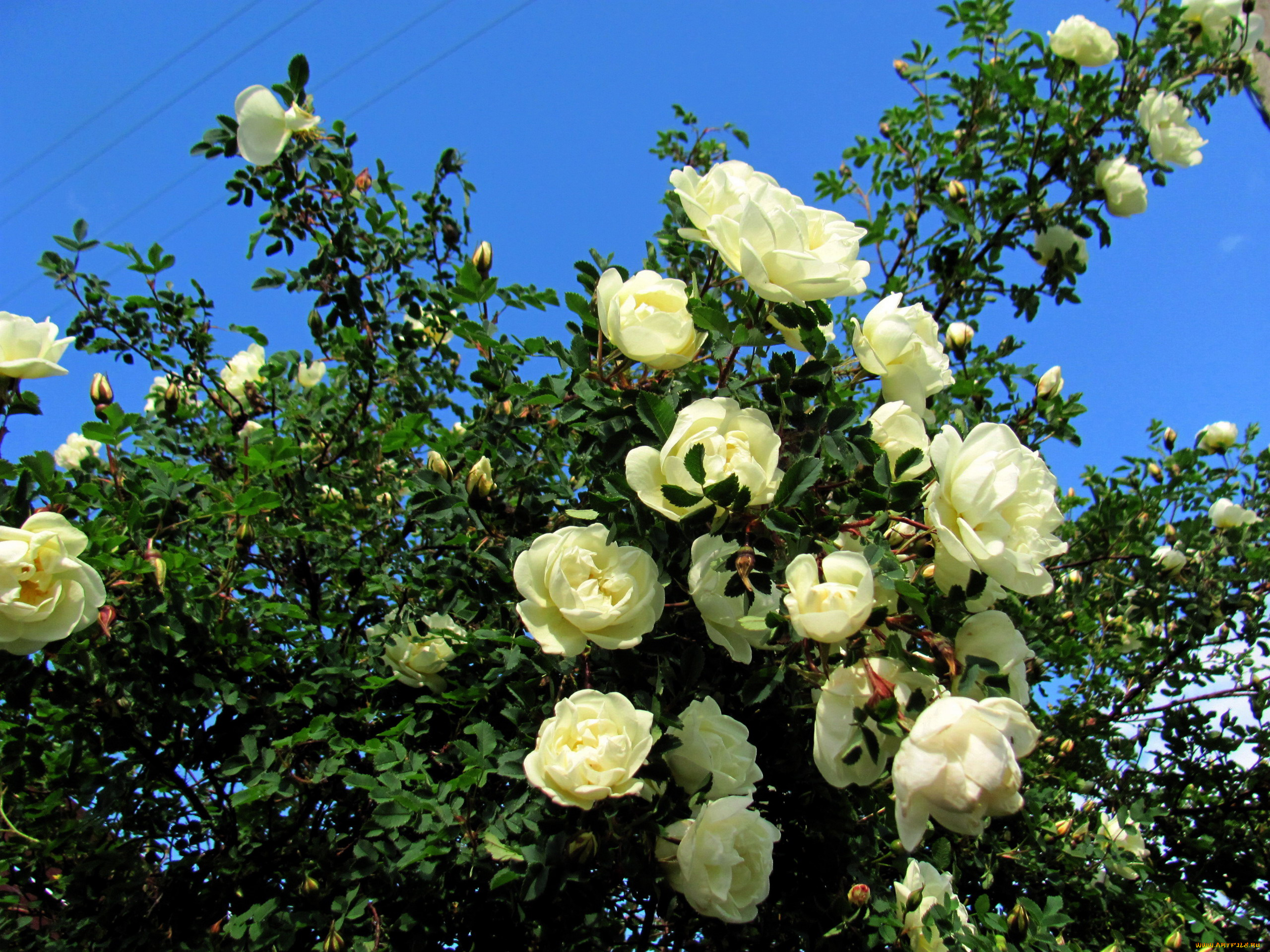 цветы, розы, белый