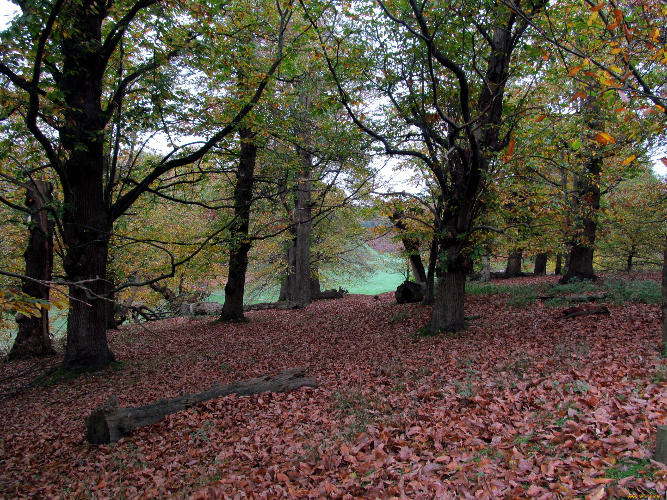 природа, парк, осень, листопад, листва