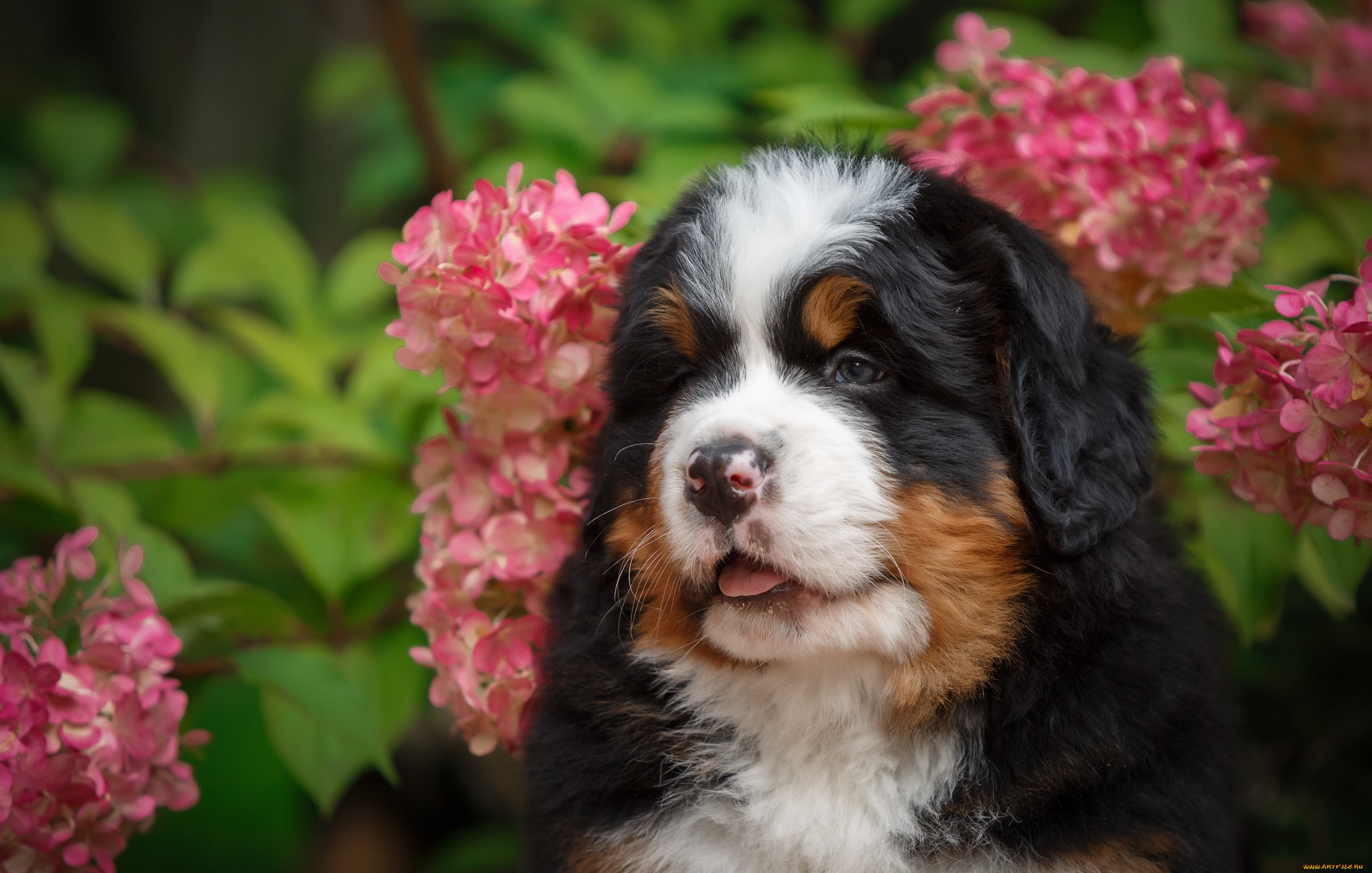 животные, собаки, щенок, малыш, цветы, гортензия, природа