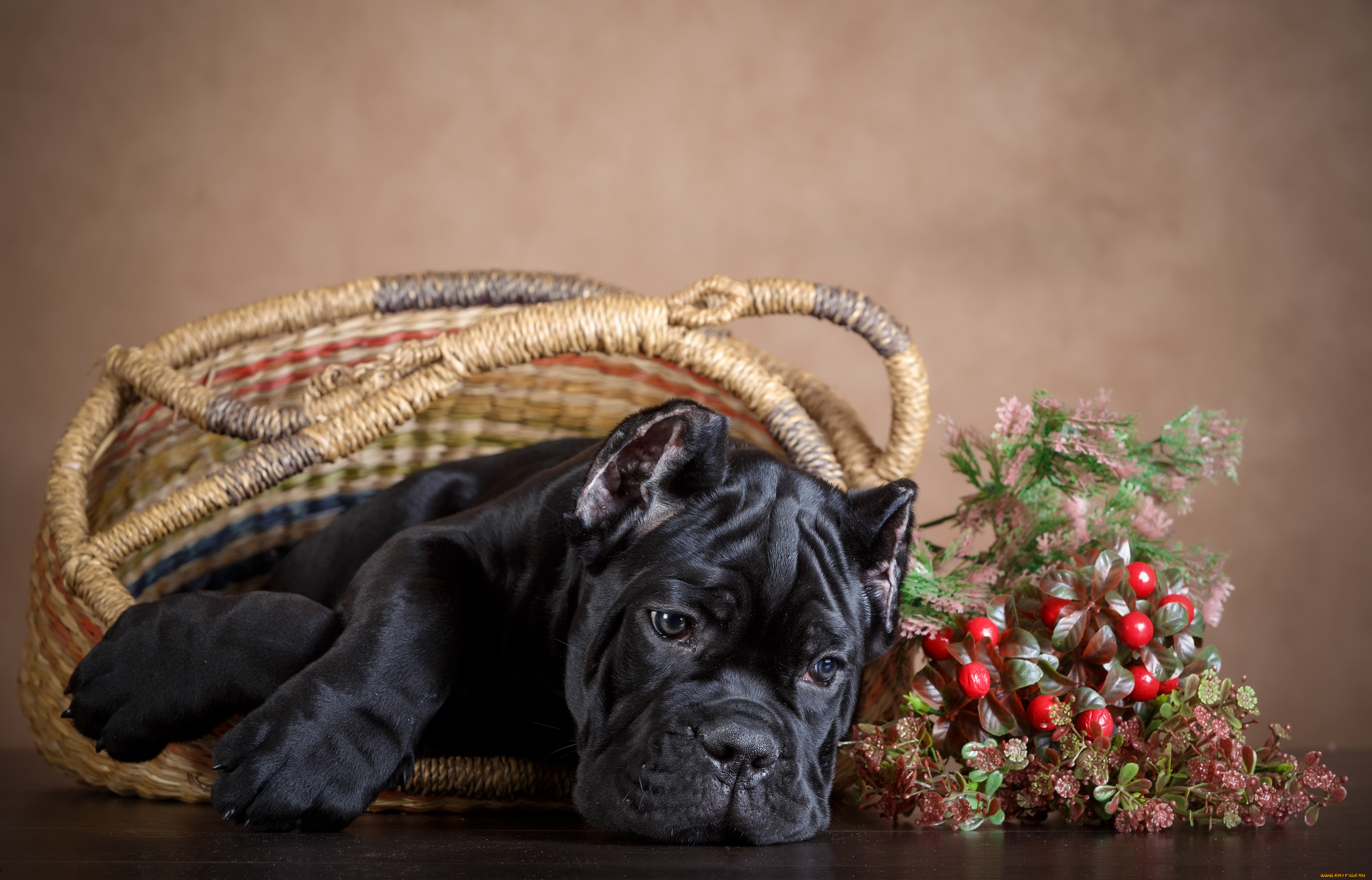 животные, собаки, пес, корзина, черный, фон, ягоды, собака
