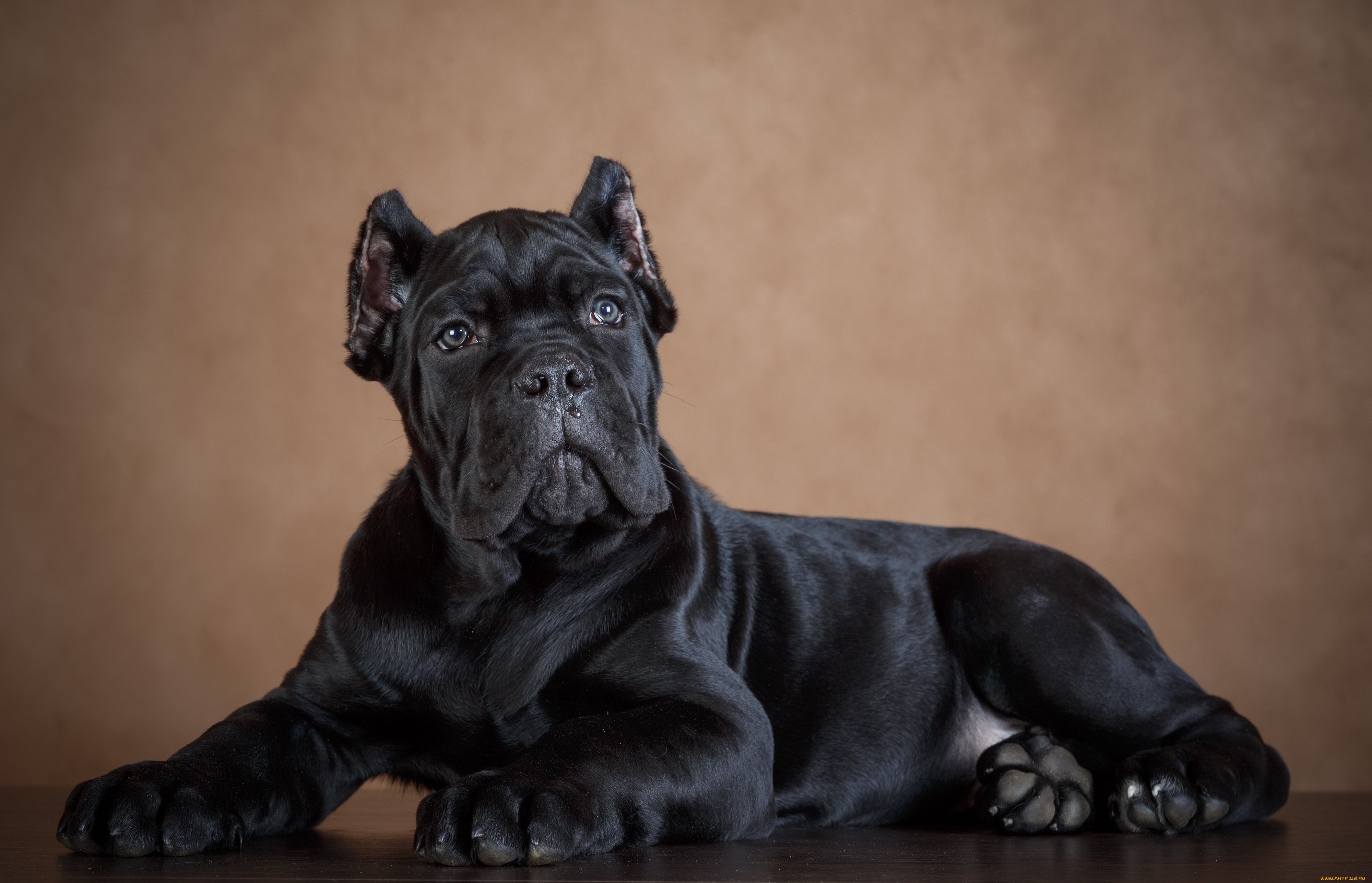 животные, собаки, черный, фон, пес, собака