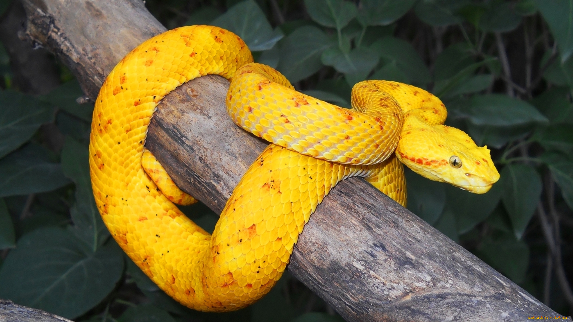 ботропс, животные, змеи, , питоны, , кобры, островной, жёлтый, змея, ядовитый