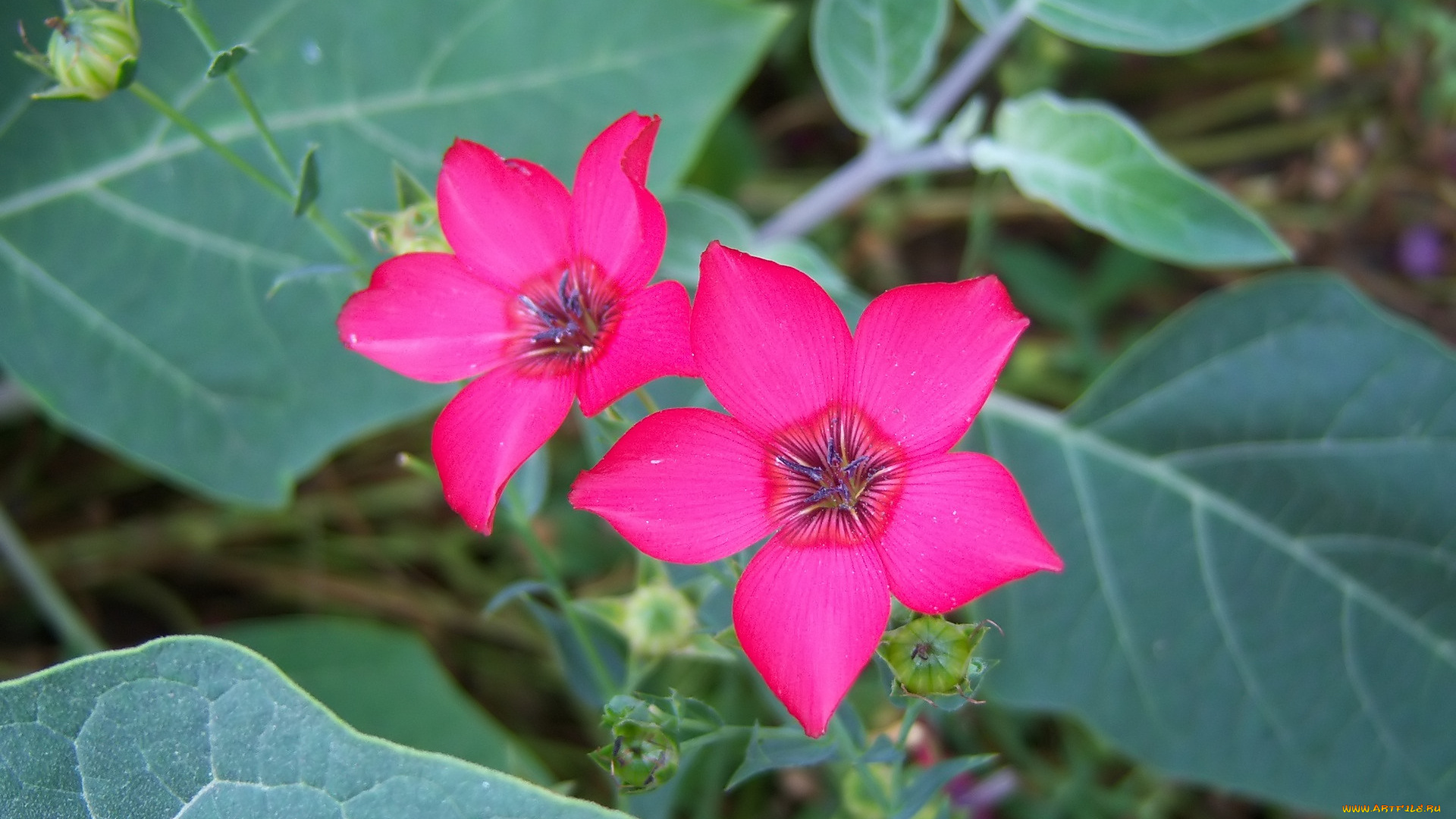 цветы, алые