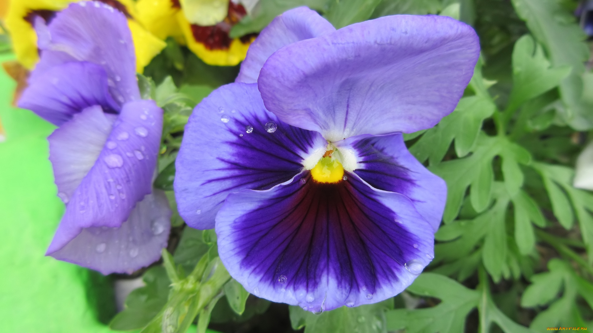 цветы, анютины, глазки, , садовые, фиалки, весна, 2018