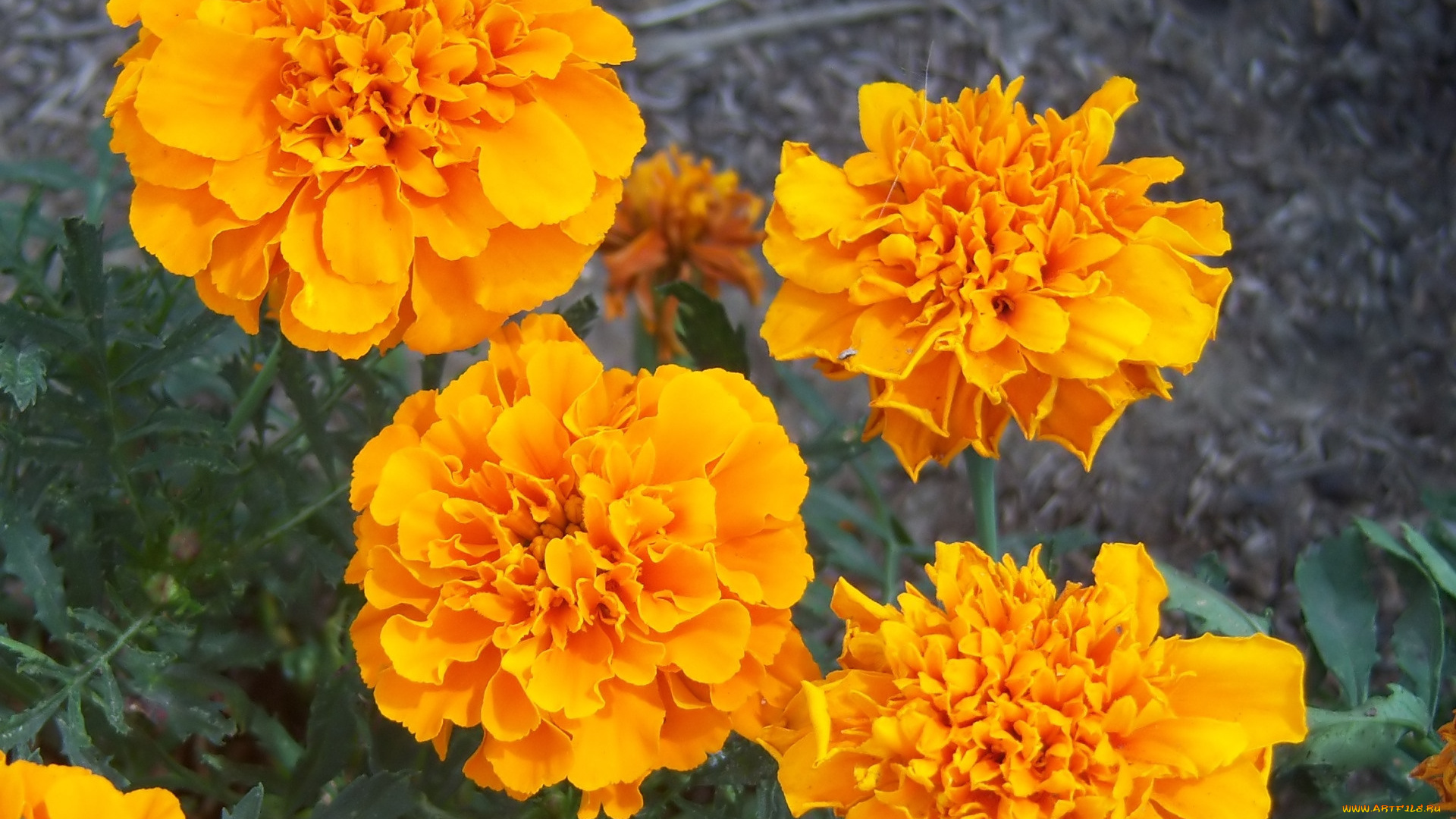 цветы, бархатцы