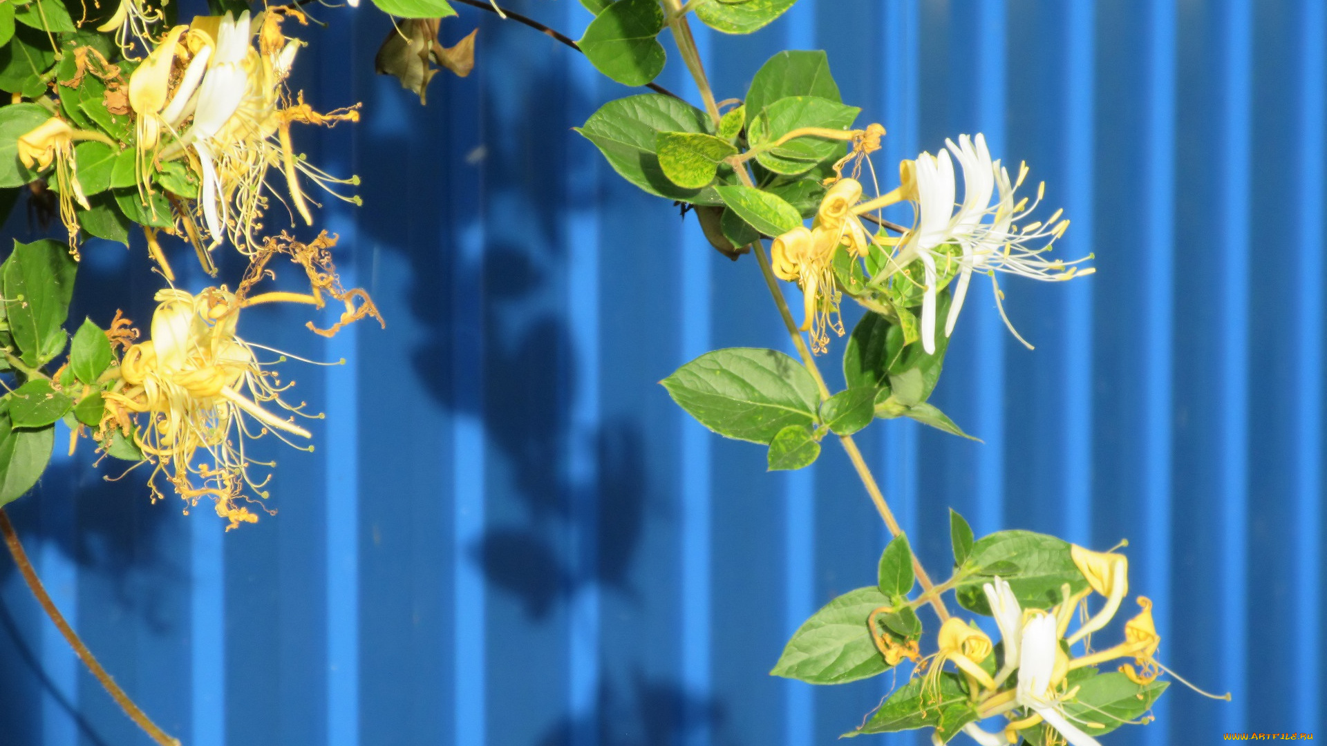 цветы, цветущие, деревья, , , кустарники, лето, 2018