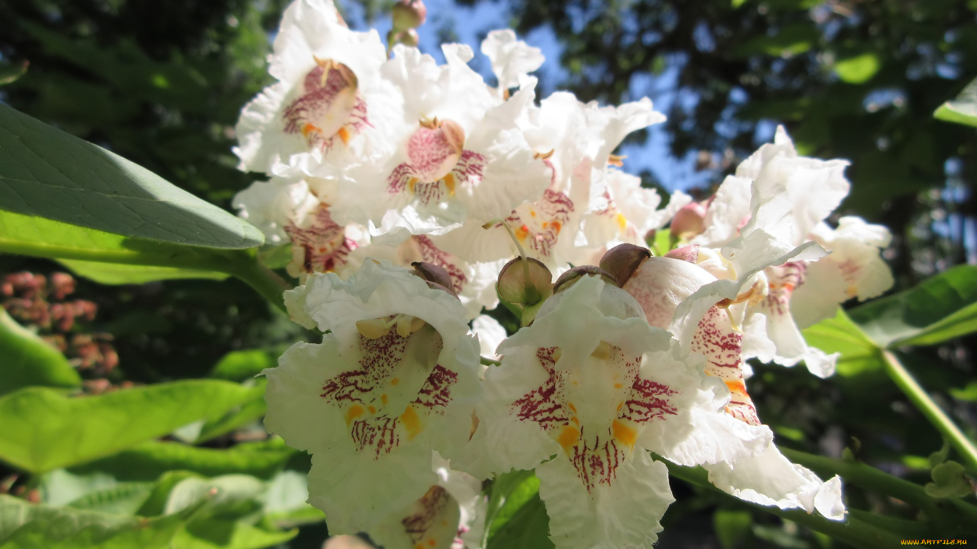 цветы, цветущие, деревья, , , кустарники, лето, 2018